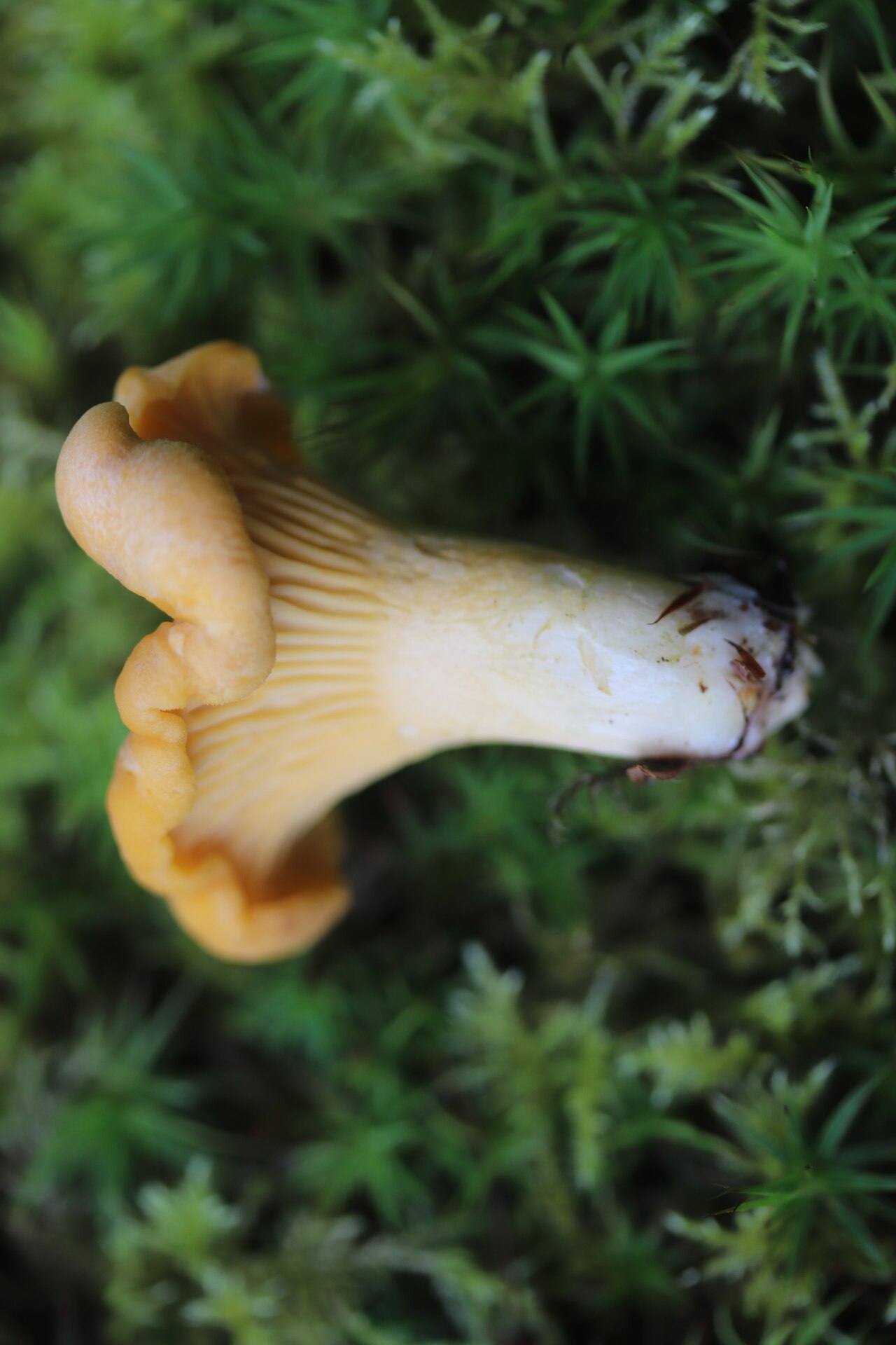 Golden chanterelle mushrooms (Cantharellus cibarius) growing on a forest floor