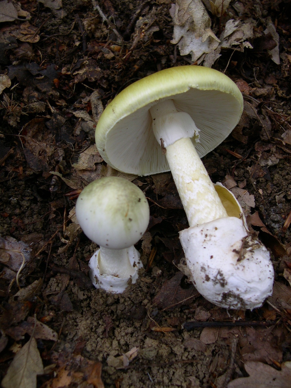 Amanita phalloides death cap mushrooms at different growth stages on forest floor