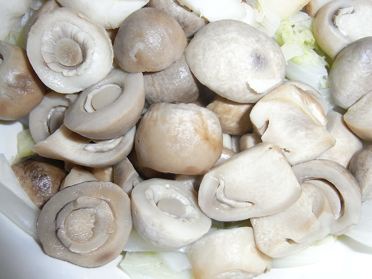 Volvariella volvacea paddy straw mushrooms, an edible species commonly confused with death caps