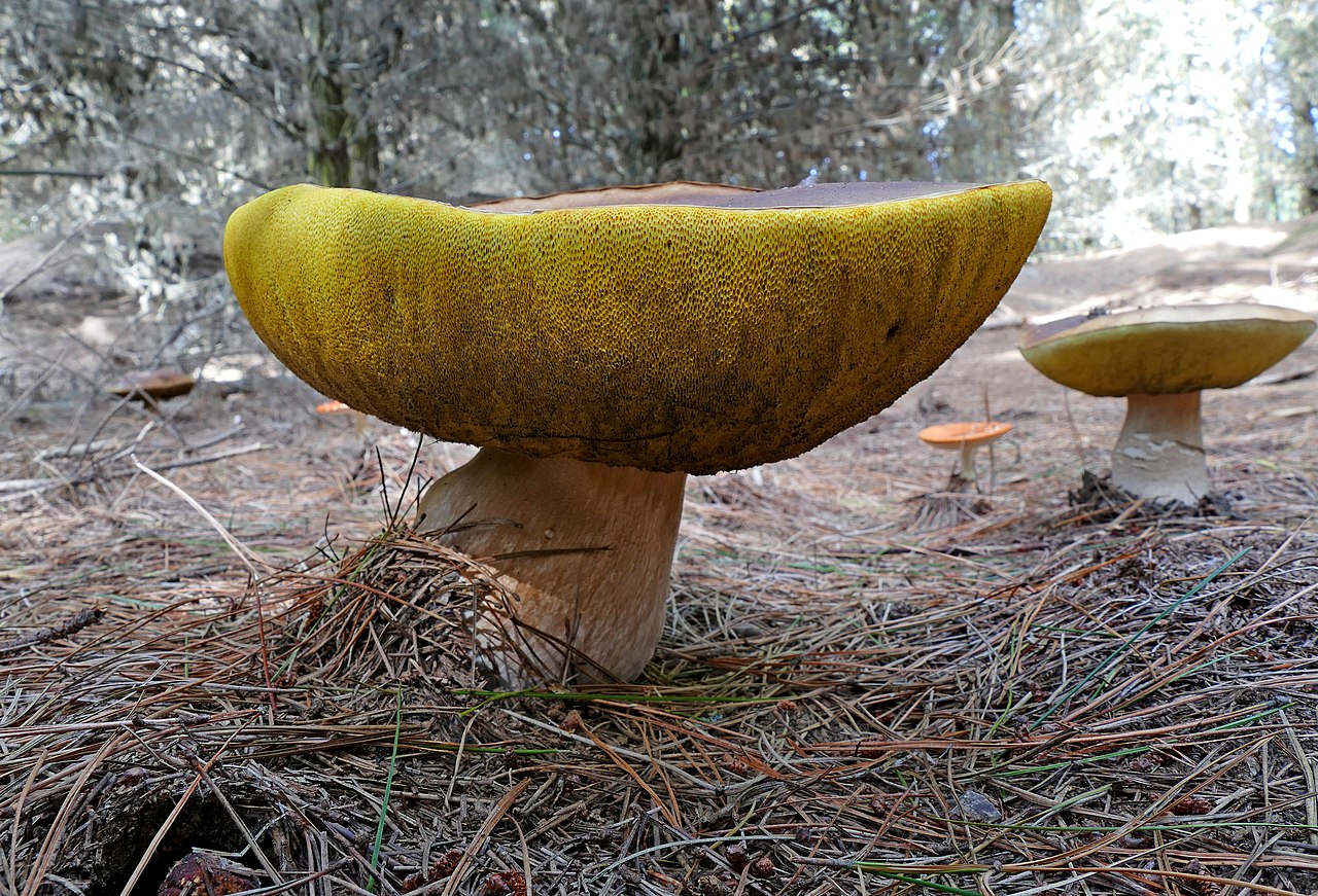 A porcini mushroom (Boletus edulis) with its characteristic brown cap and thick white stem growing in a forest
