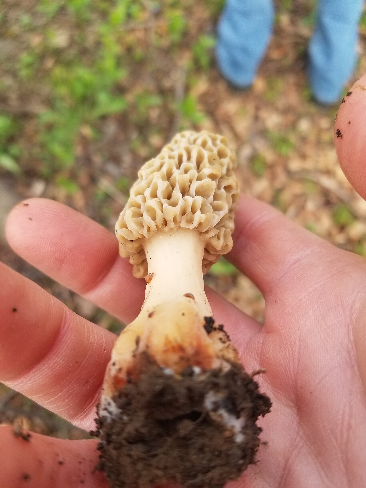 Yellow morel mushroom (Morchella esculenta) growing in its natural forest habitat