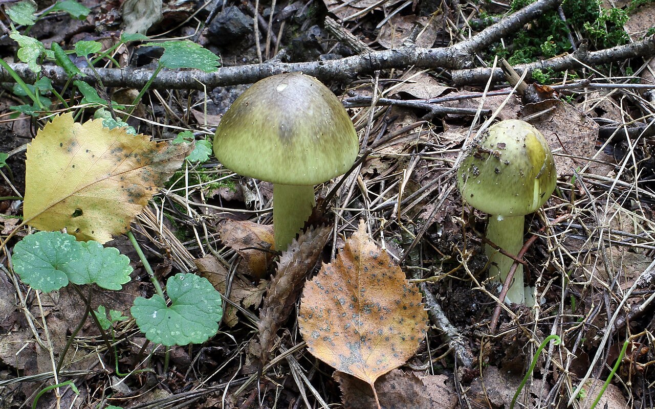 Death cap mushroom (Amanita phalloides) with its pale greenish-yellow cap and white stem in a forest