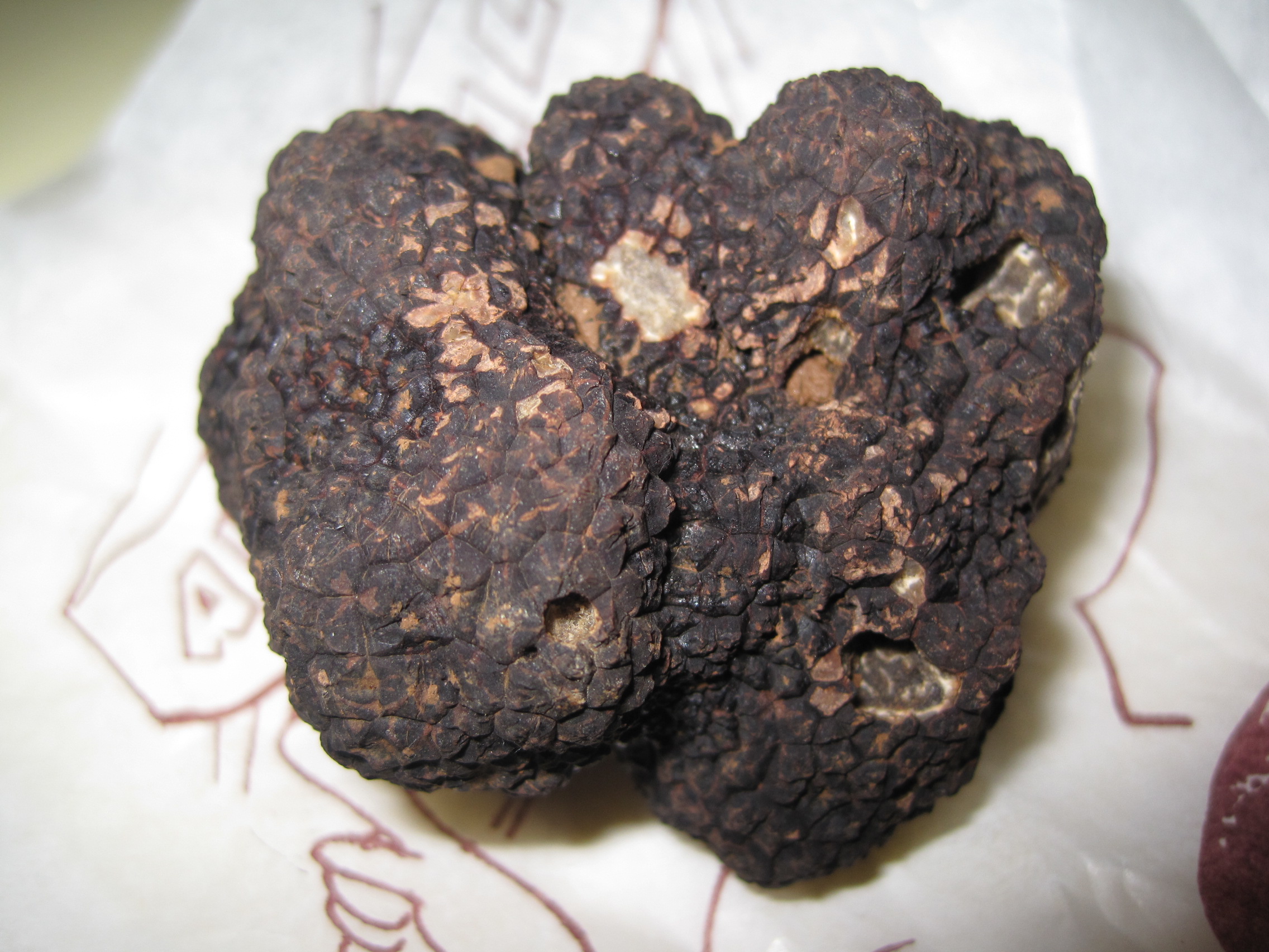 Black Perigord truffle (Tuber melanosporum) showing its dark, rough exterior