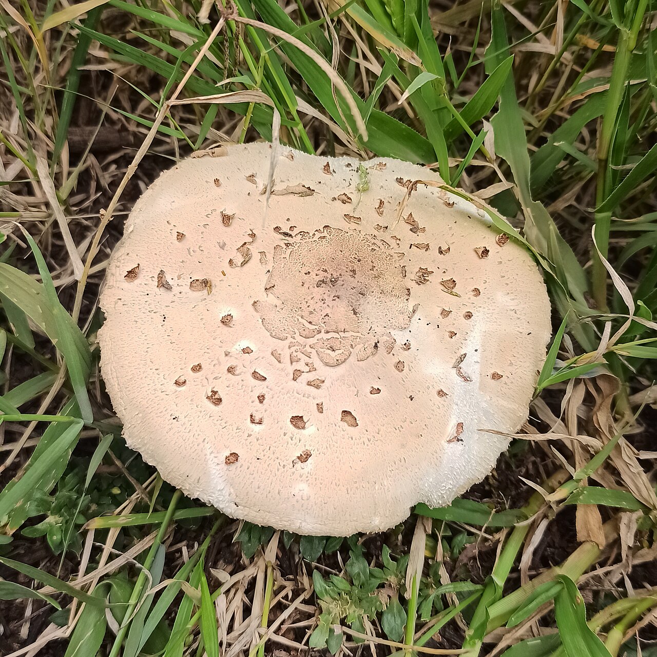 Chlorophyllum molybdites (green-spored parasol) mushroom growing in grass