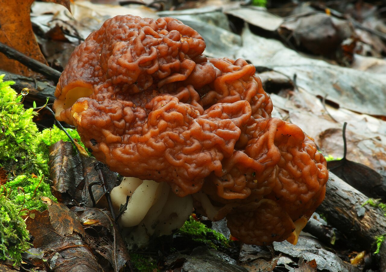 Gyromitra esculenta false morel mushroom with its wrinkled, brain-like reddish-brown cap growing on forest floor