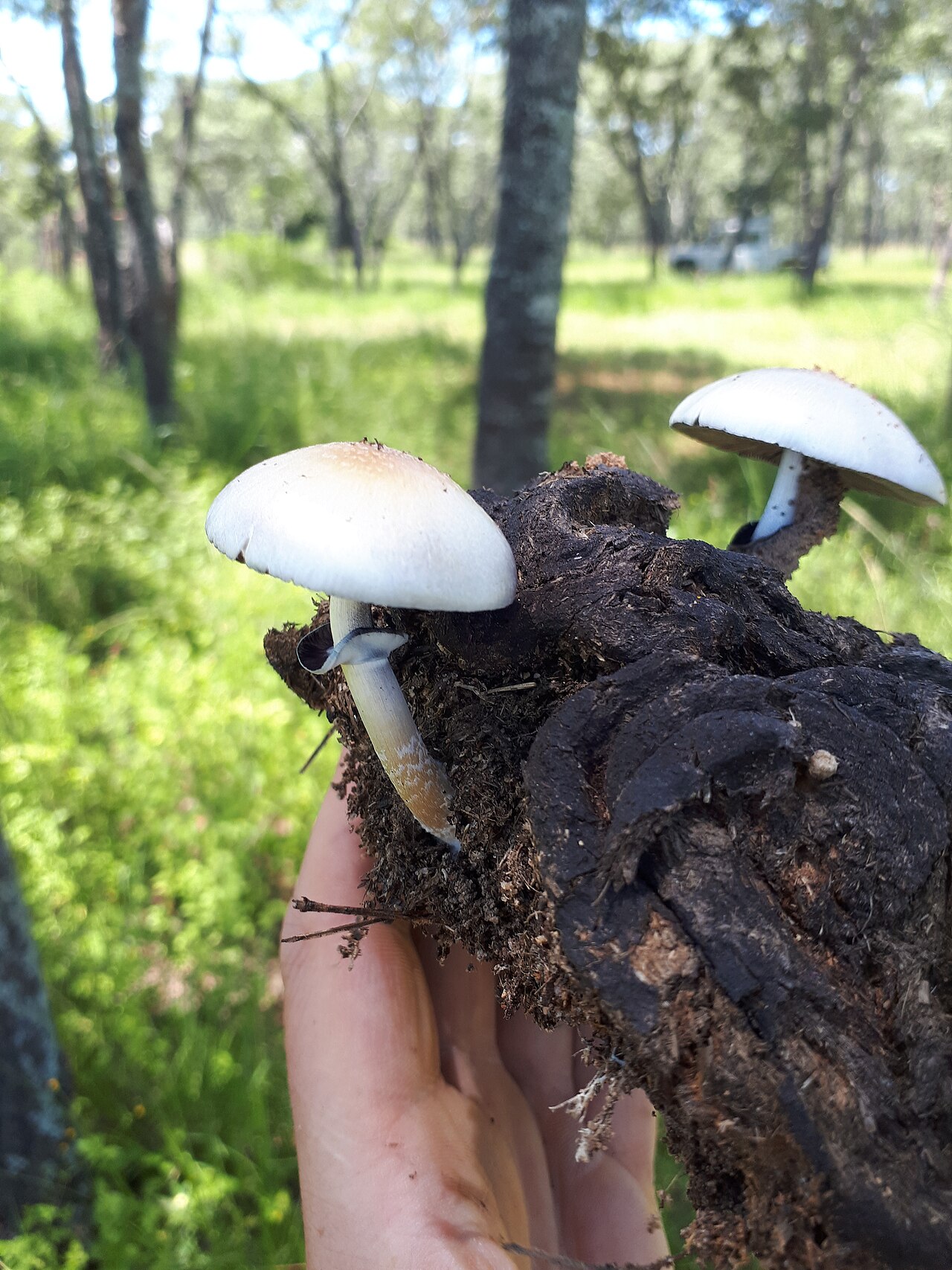 Psilocybe cubensis mushrooms growing in their natural habitat