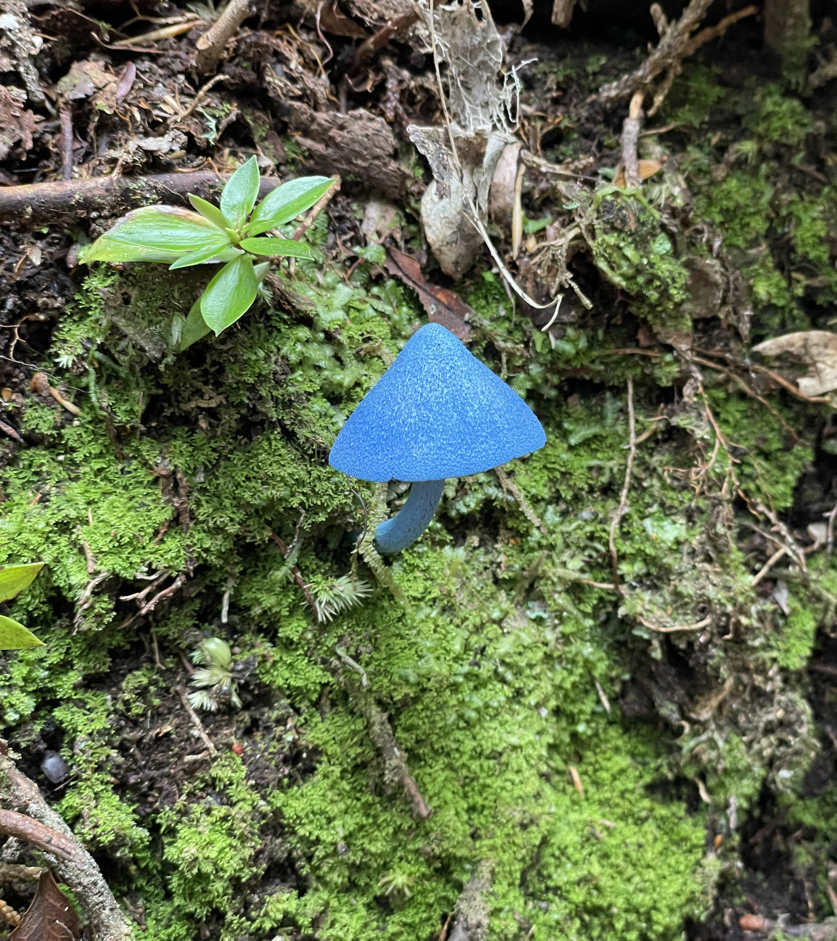 Entoloma hochstetteri, the vivid blue Sky Blue Mushroom, growing on moss in a New Zealand forest