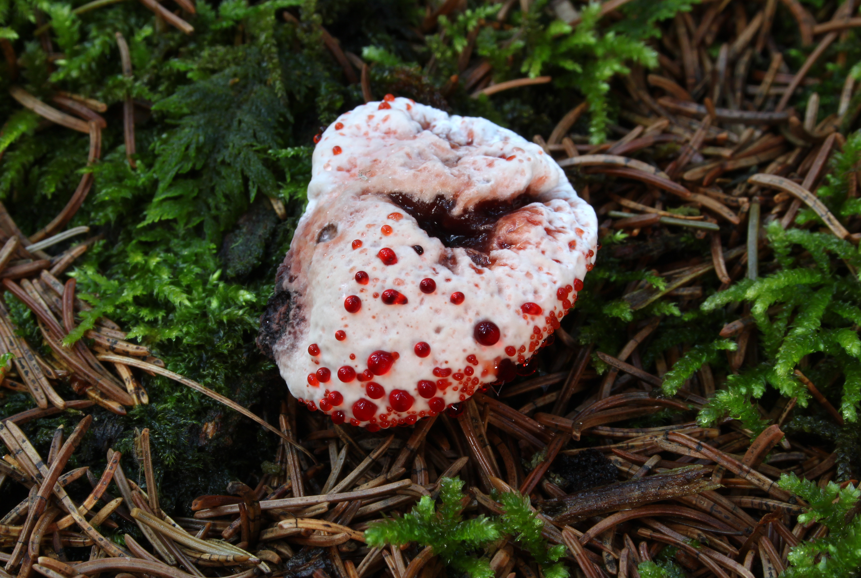 Hydnellum peckii, the Bleeding Tooth Fungus, oozing bright red droplets on a white fruiting body