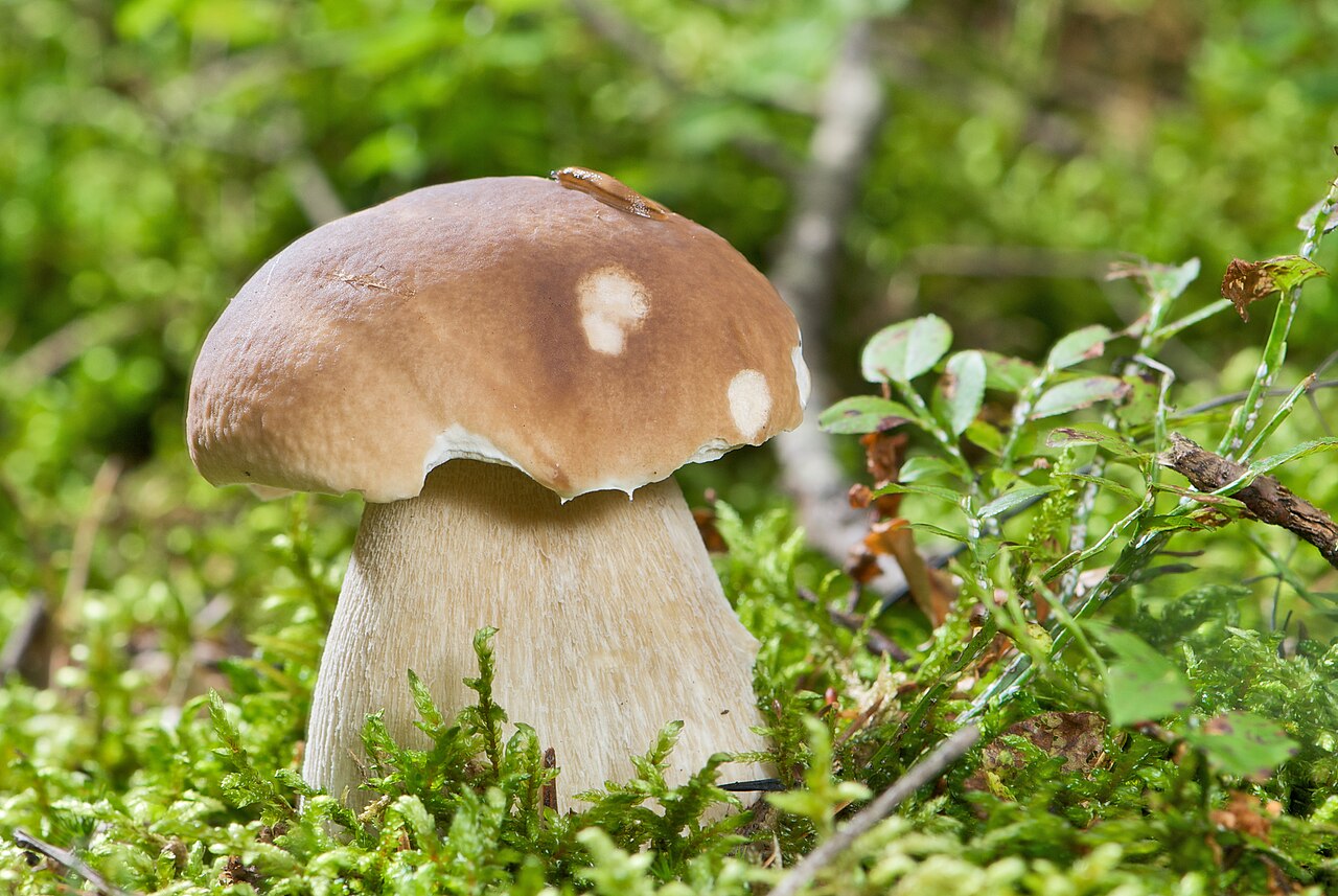 A thick sturdy porcini mushroom (Boletus edulis) growing on the forest floor