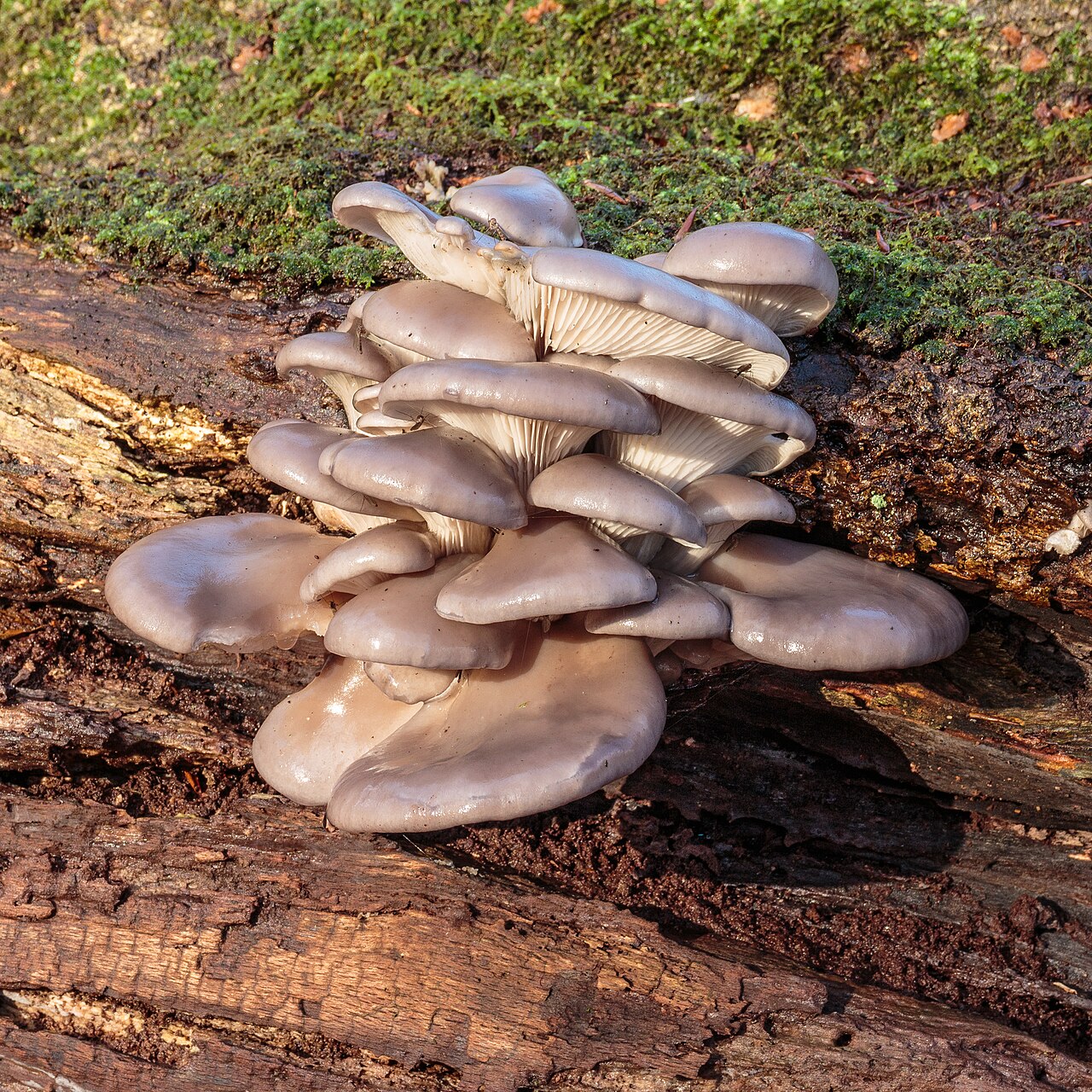 Oyster mushrooms (Pleurotus ostreatus) growing in overlapping shelf clusters on dead wood