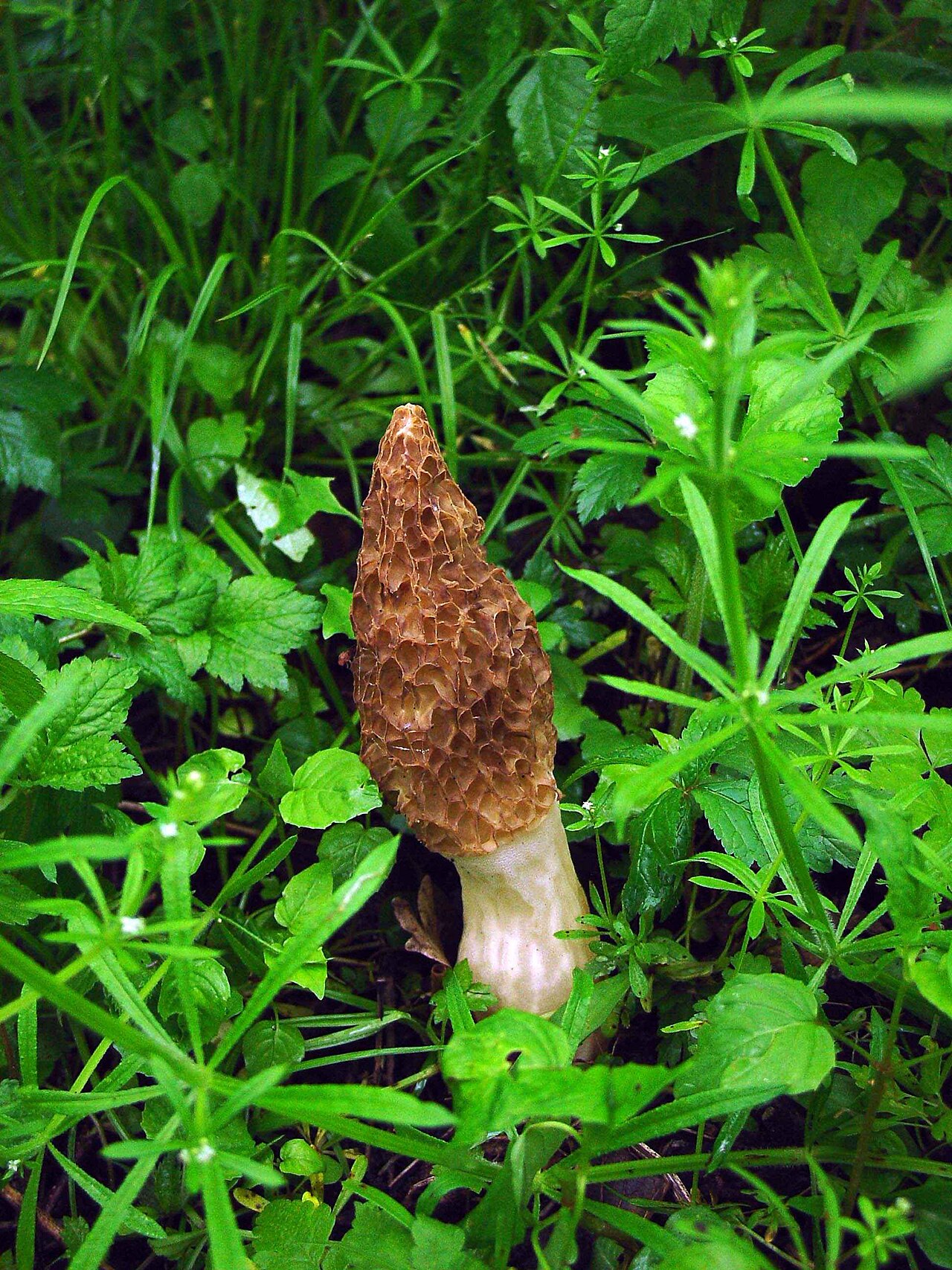 A wild morel mushroom (Morchella esculenta) with its distinctive honeycomb cap on the forest floor