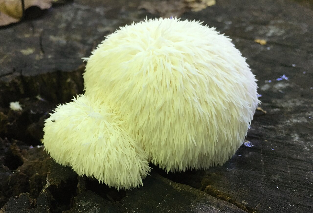 Wild Lion's Mane mushroom (Hericium erinaceus) with white cascading spines growing on a tree