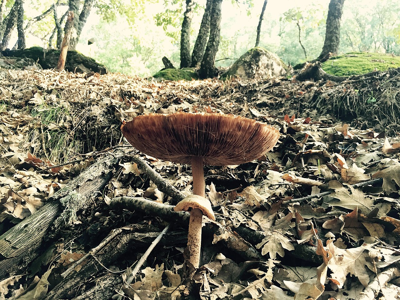A wild mushroom on the forest floor bathed in soft autumn morning light