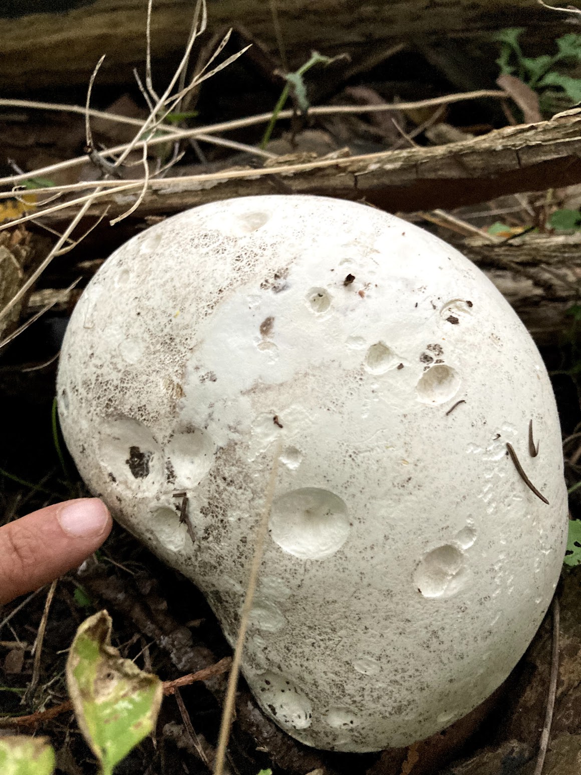Giant puffball mushroom with finger for scale