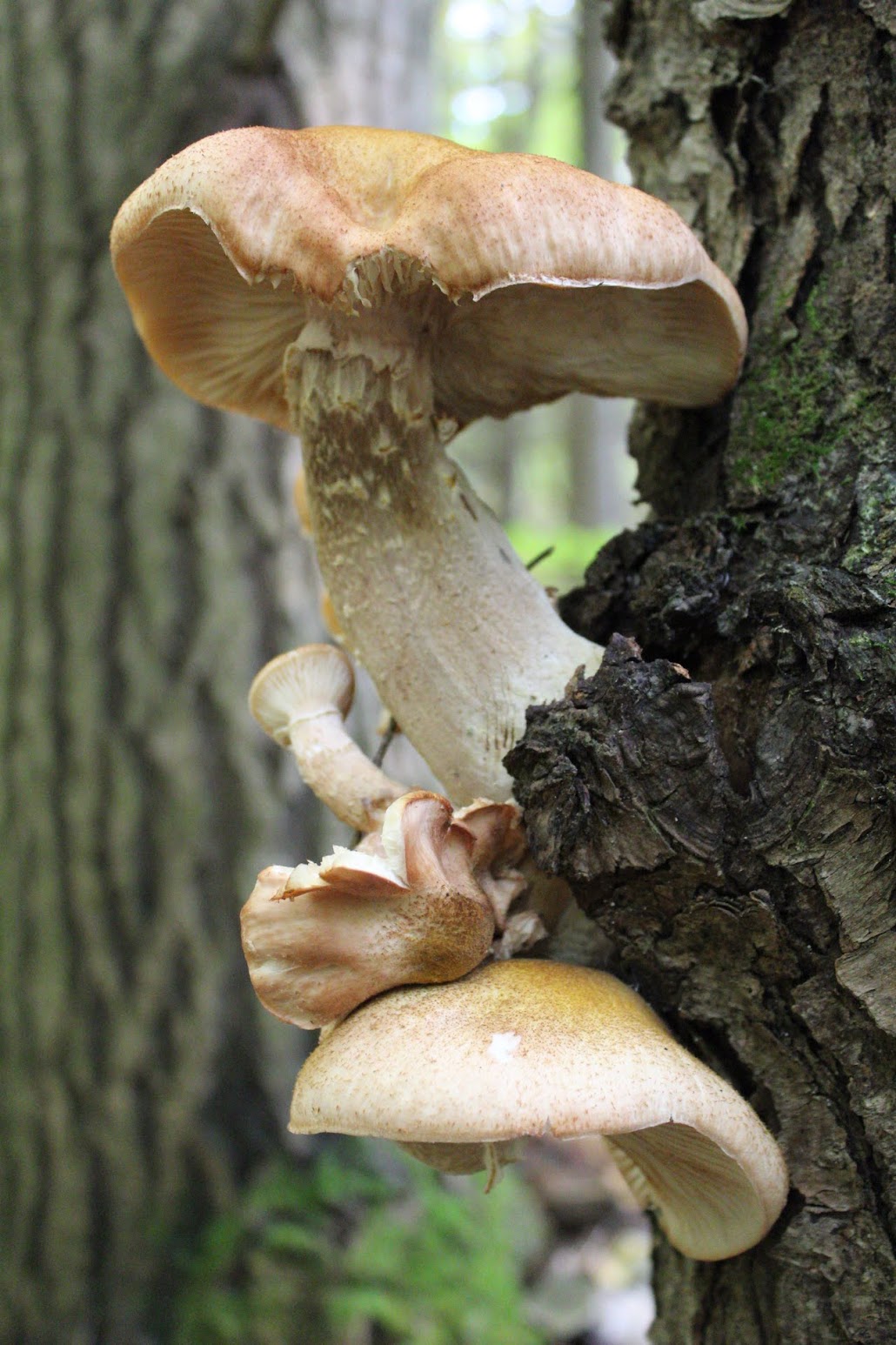 Honey mushrooms growing in clusters on a tree trunk