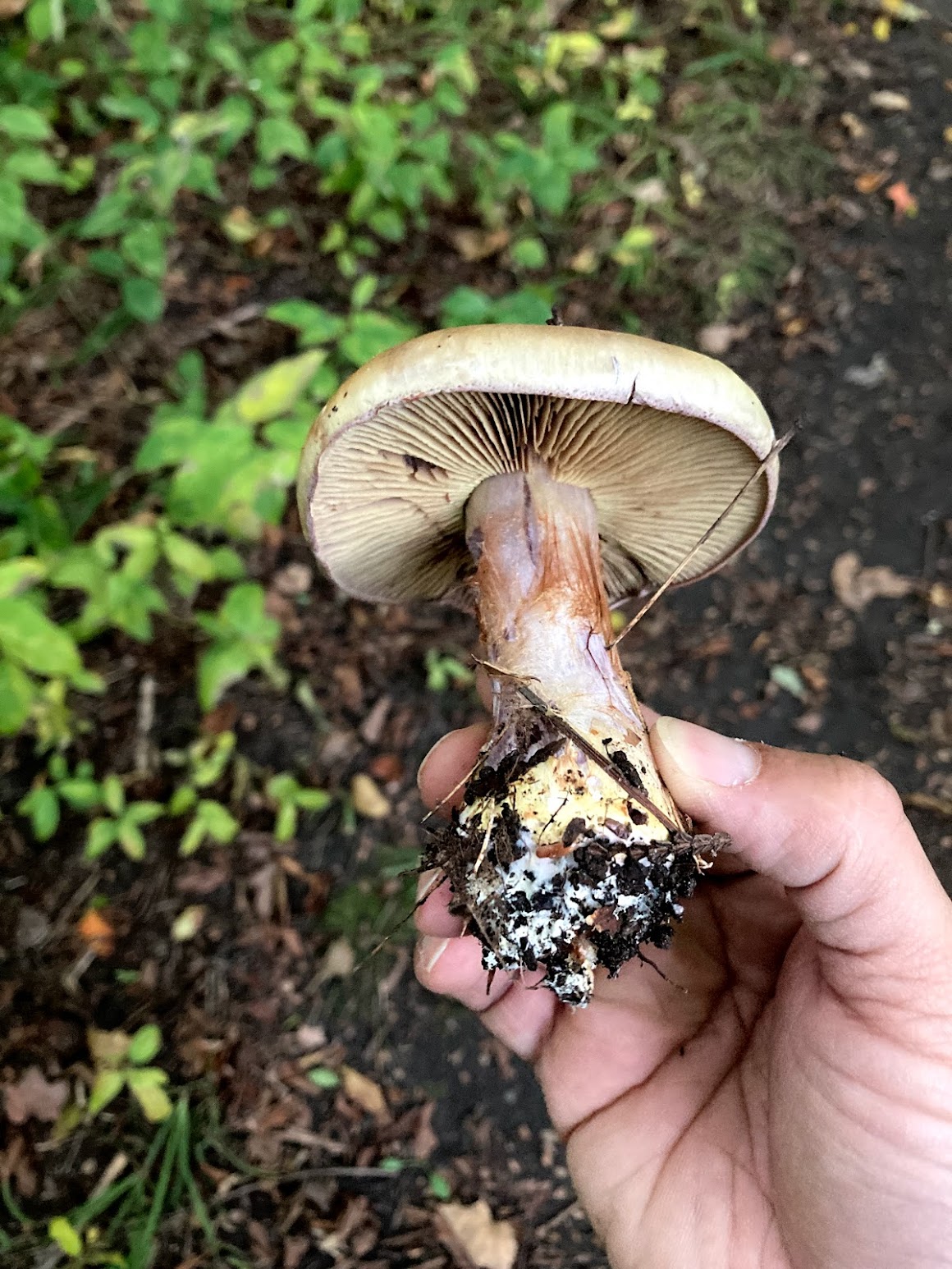 Hand holding a large mushroom showing gill detail and bulbous base