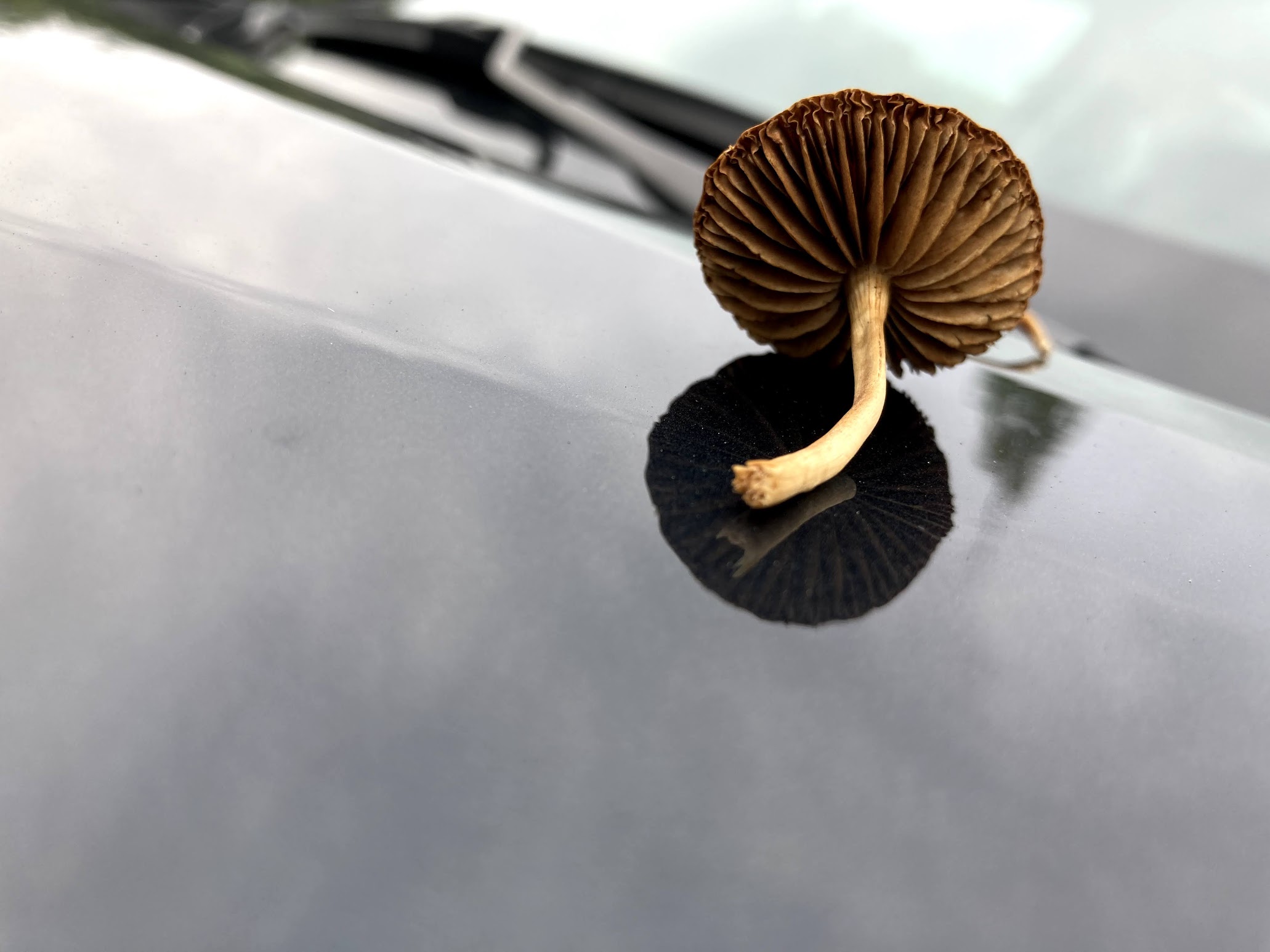 Mushroom doing a spore print on a car hood showing dark brown gill pattern