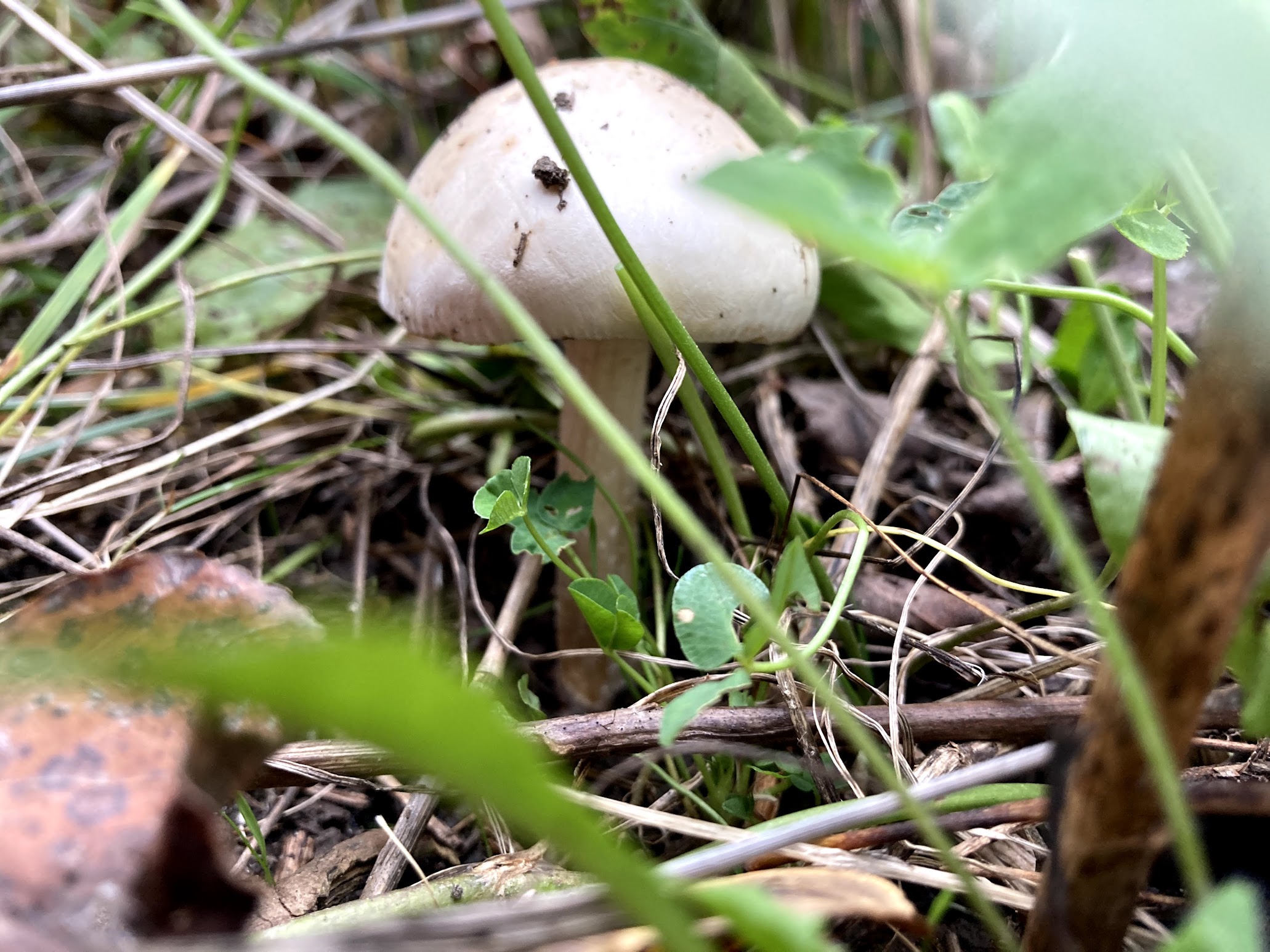 White mushroom pushing through grass