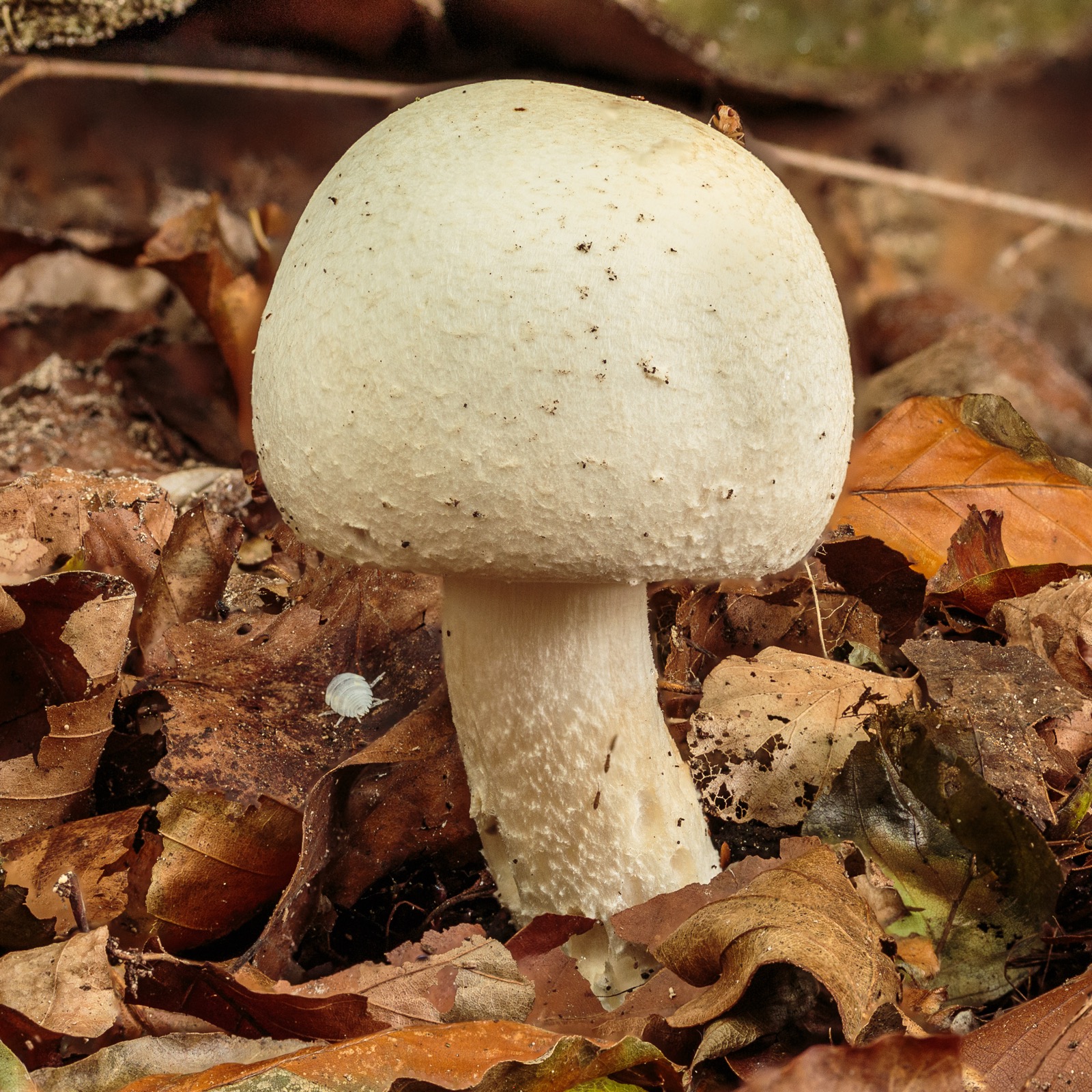 Horse Mushroom (Agaricus arvensis)