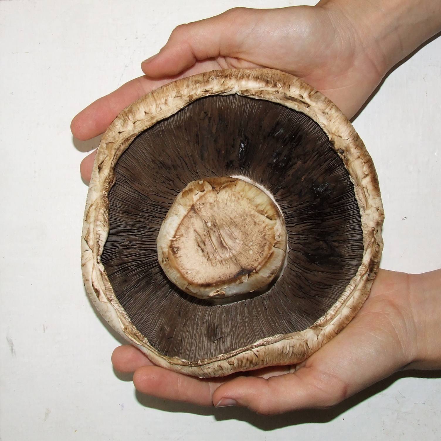 Button Mushroom underside showing gill structure