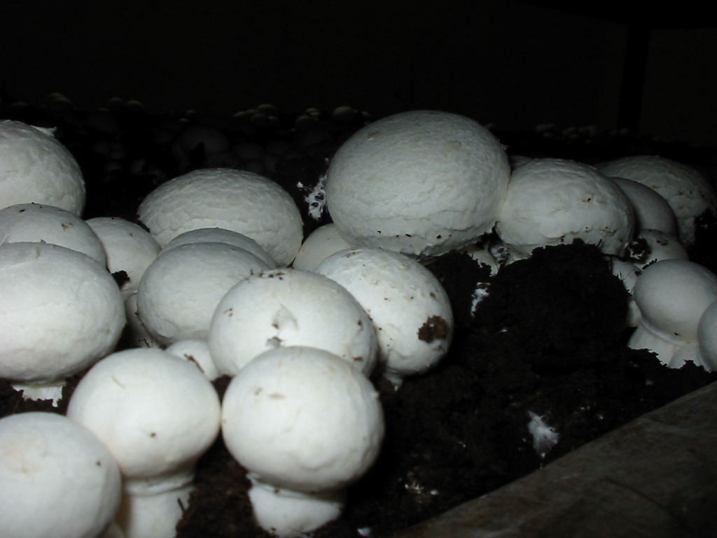 Button Mushroom (Agaricus bisporus) wild specimen