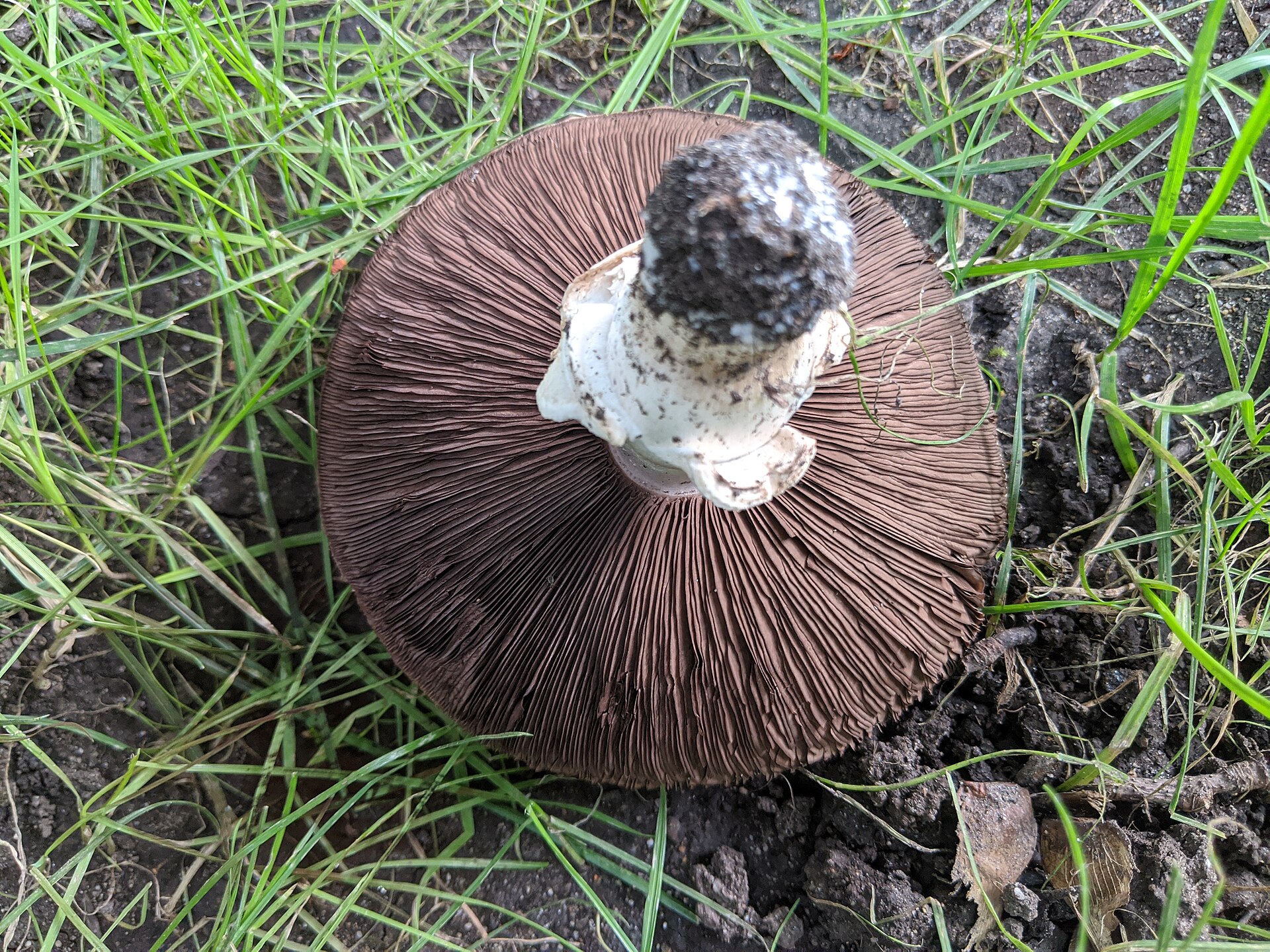 Field Mushroom (Agaricus campestris)