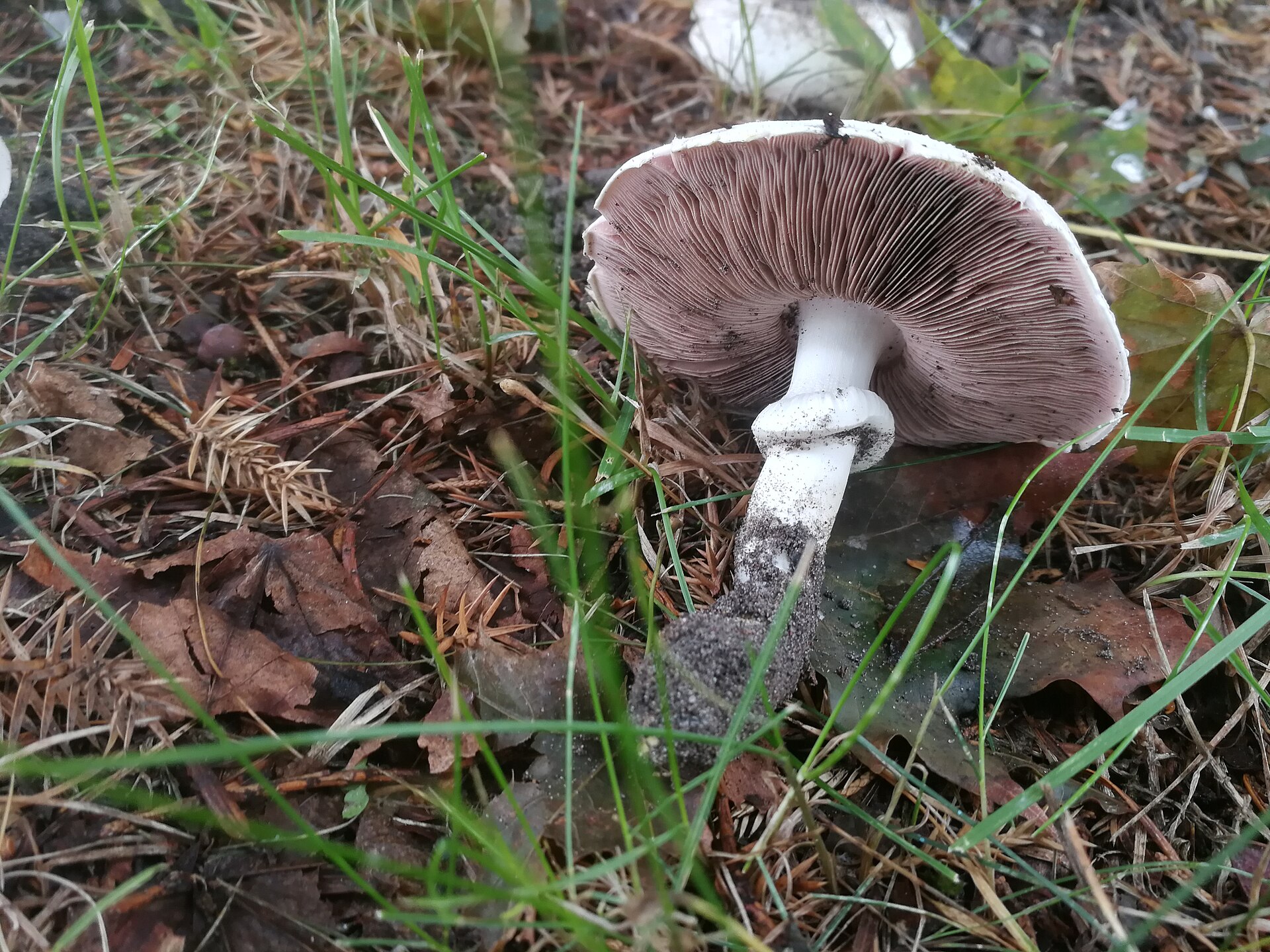 Yellow Stainer (Agaricus xanthodermus)