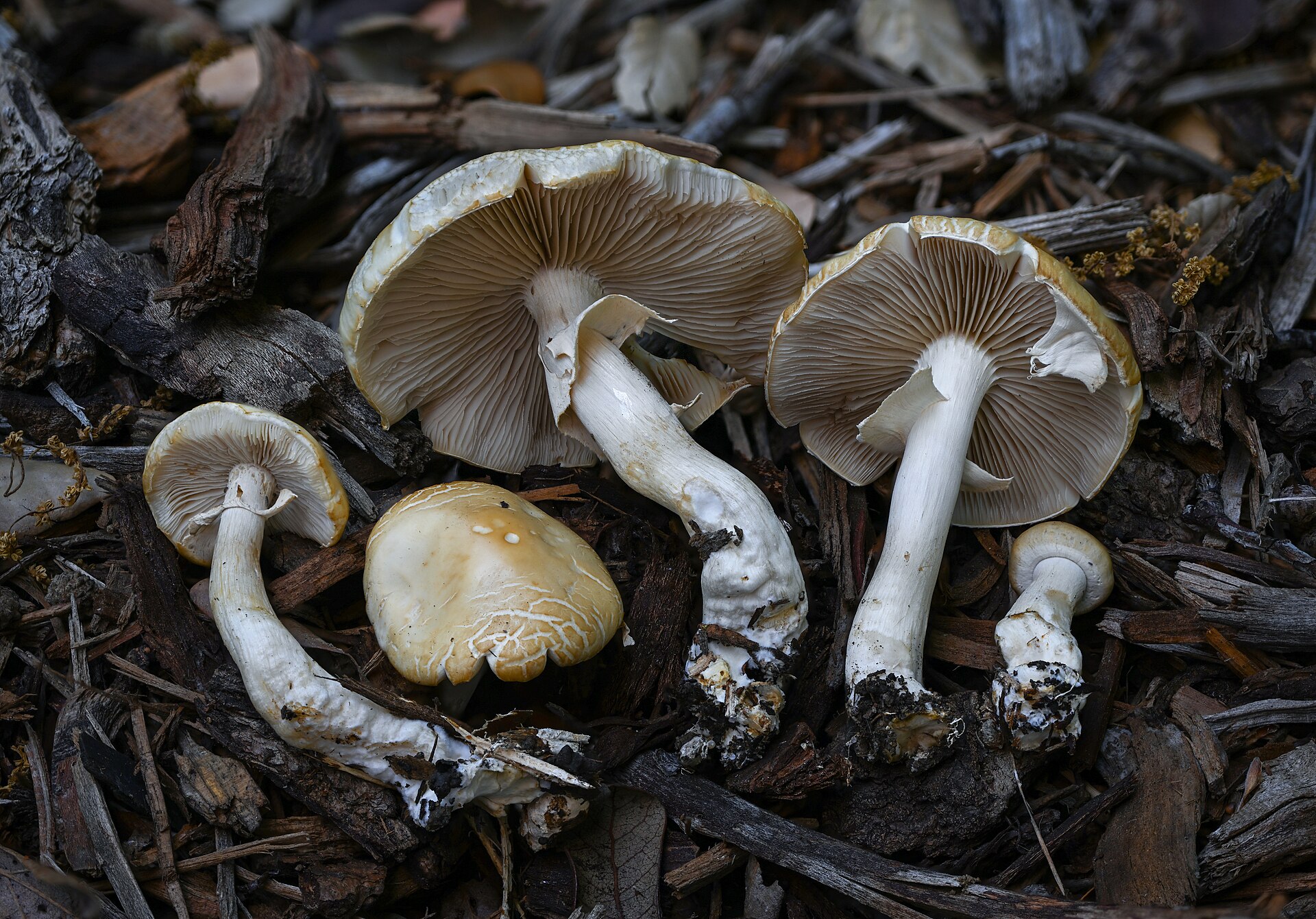 Spring Fieldcap (Agrocybe praecox)