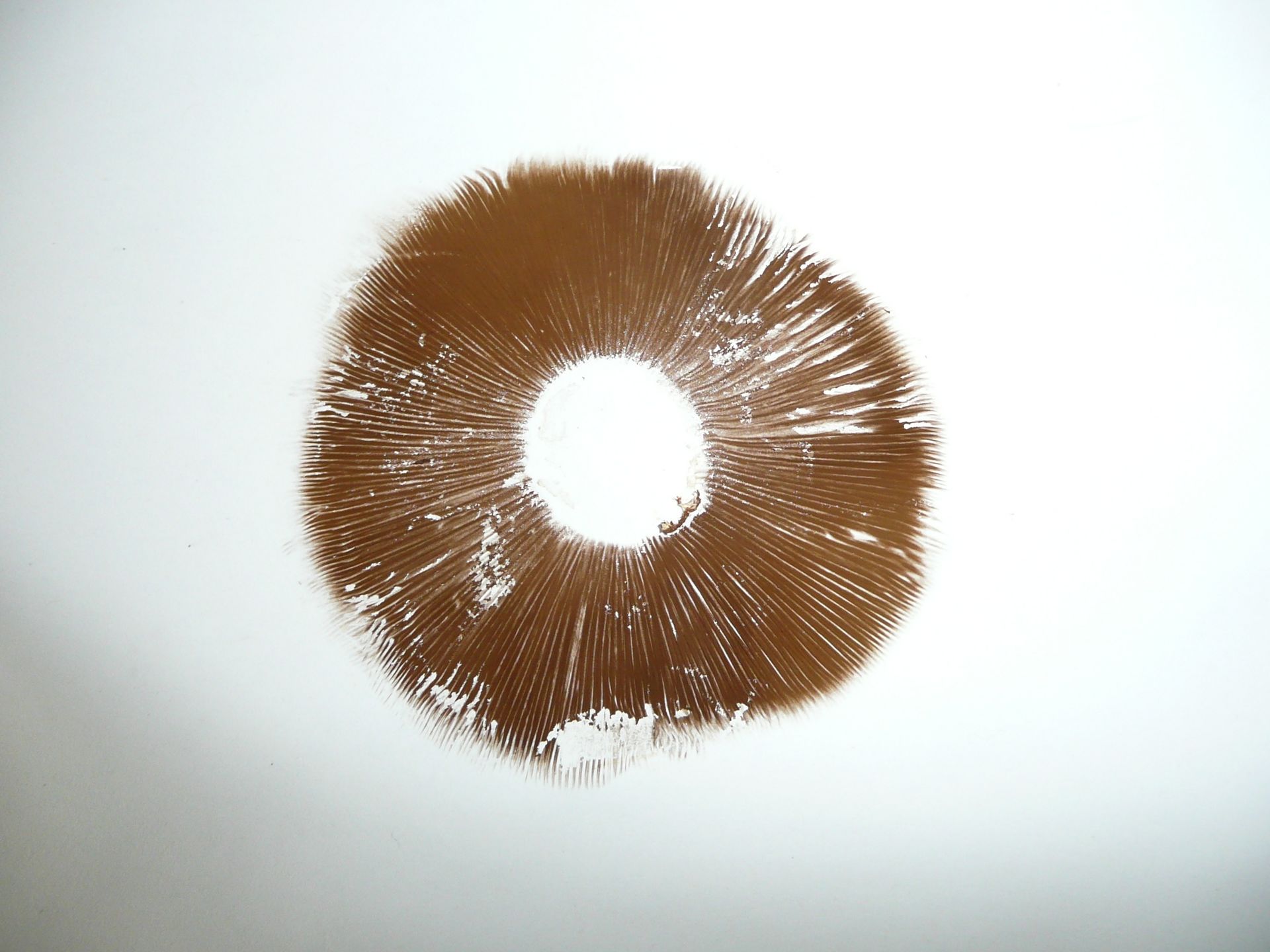 Group of Spring Fieldcap mushrooms in the wild