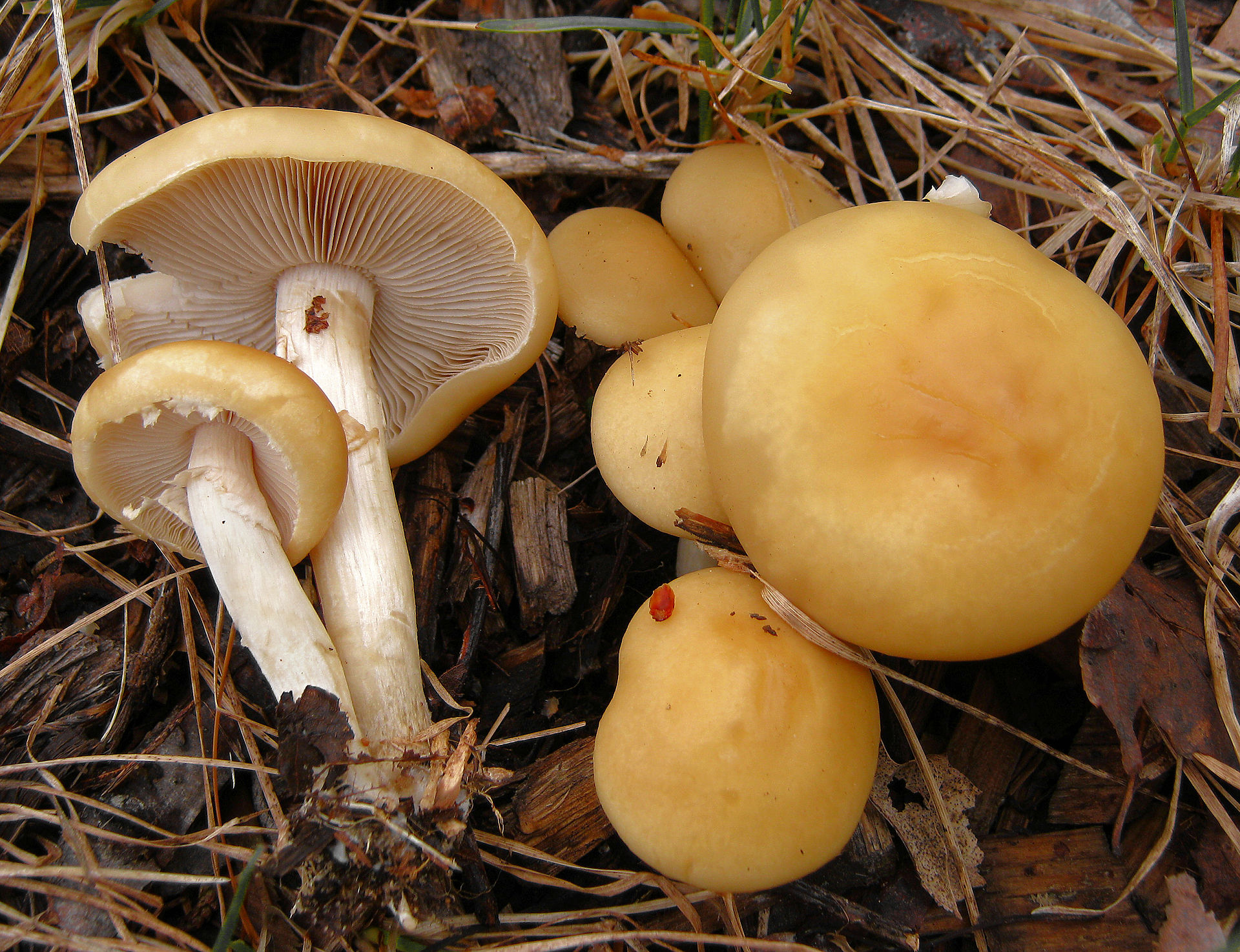 Spring Fieldcap (Agrocybe praecox) wild specimen