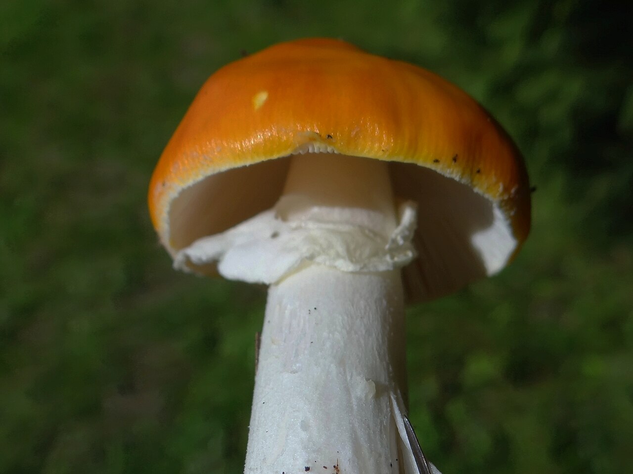 Caesar's Mushroom specimen in Polish forest showing orange cap and yellow ring