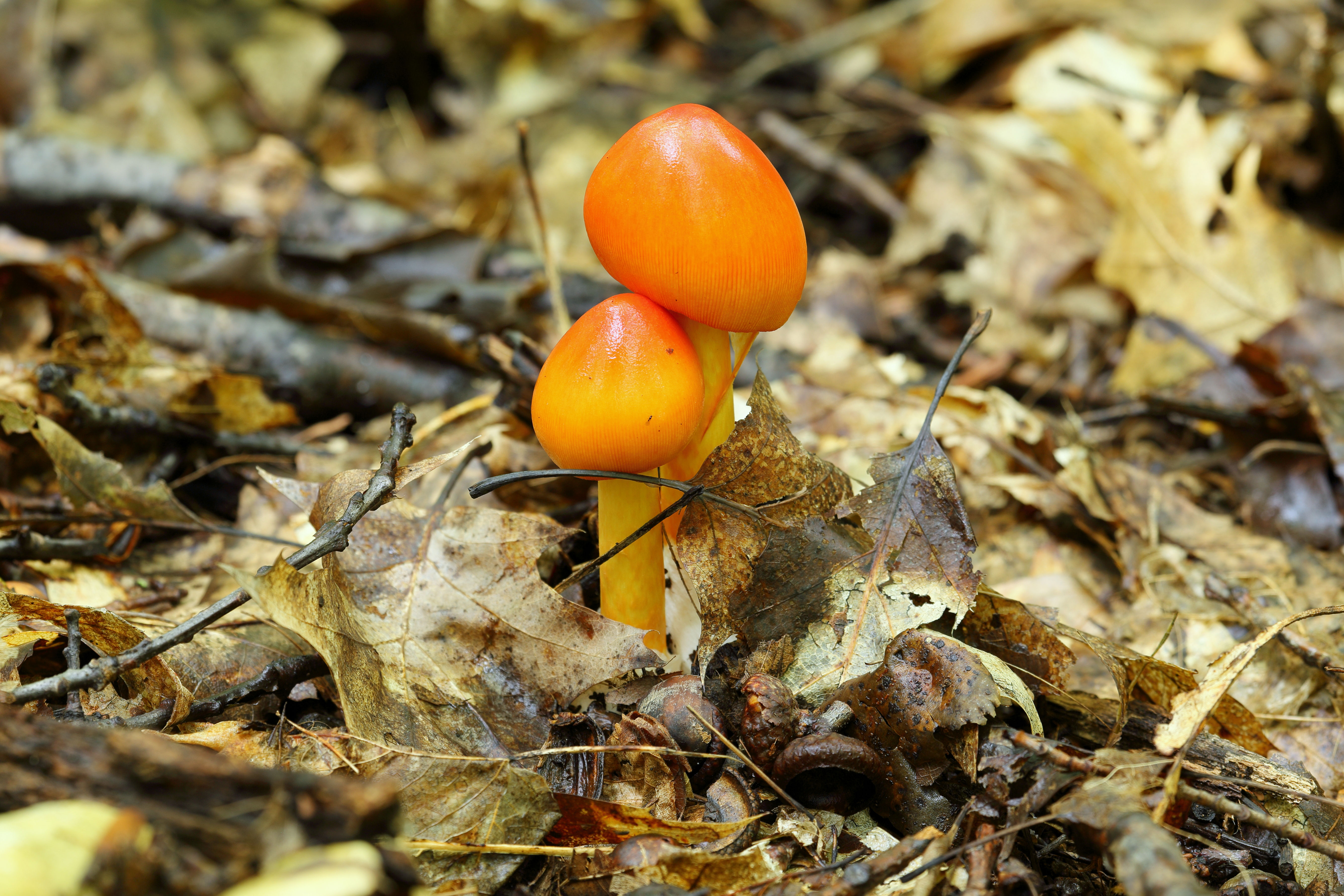 American Caesar's (Amanita jacksonii)