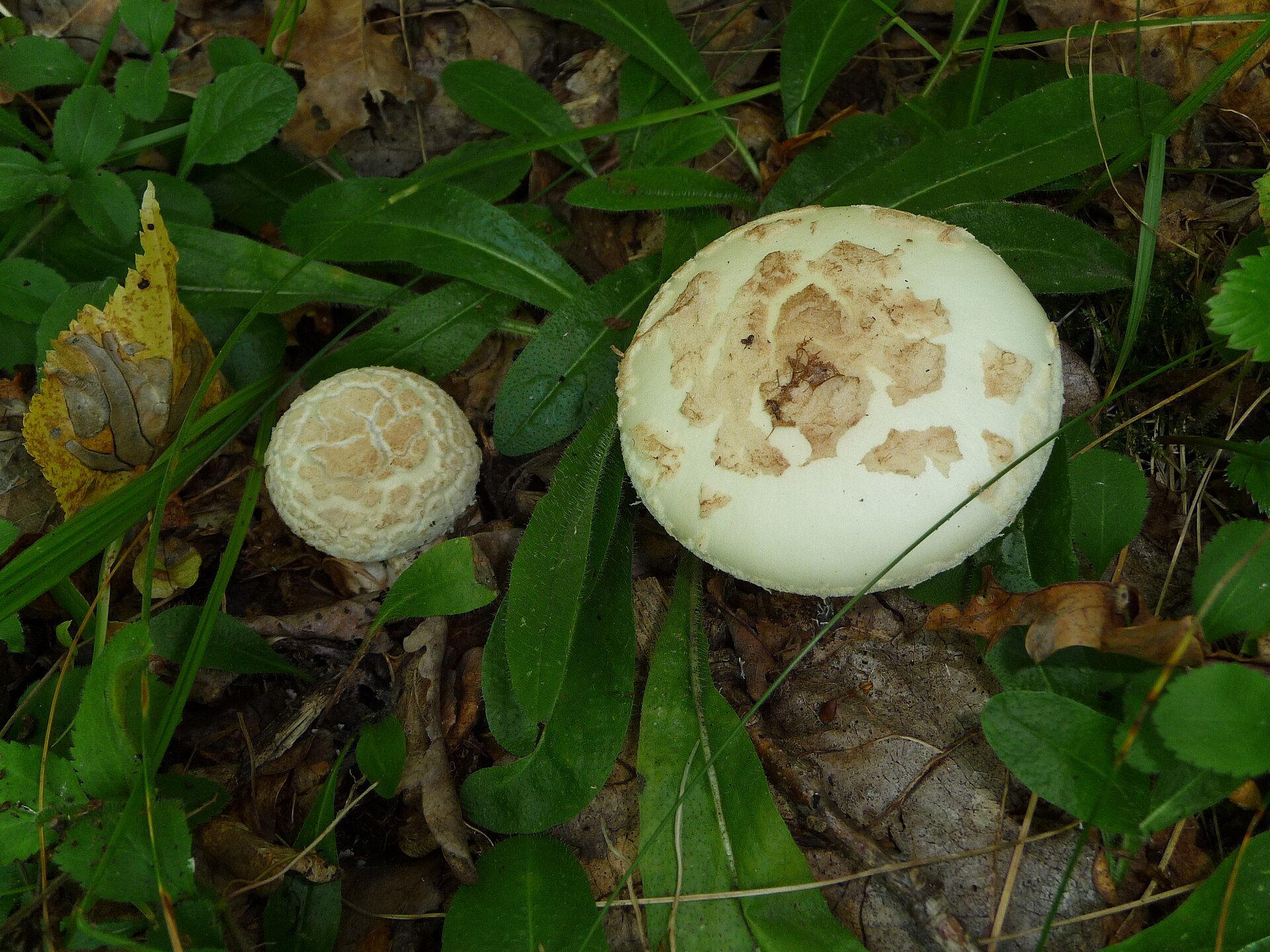 False Death Cap (Amanita citrina)