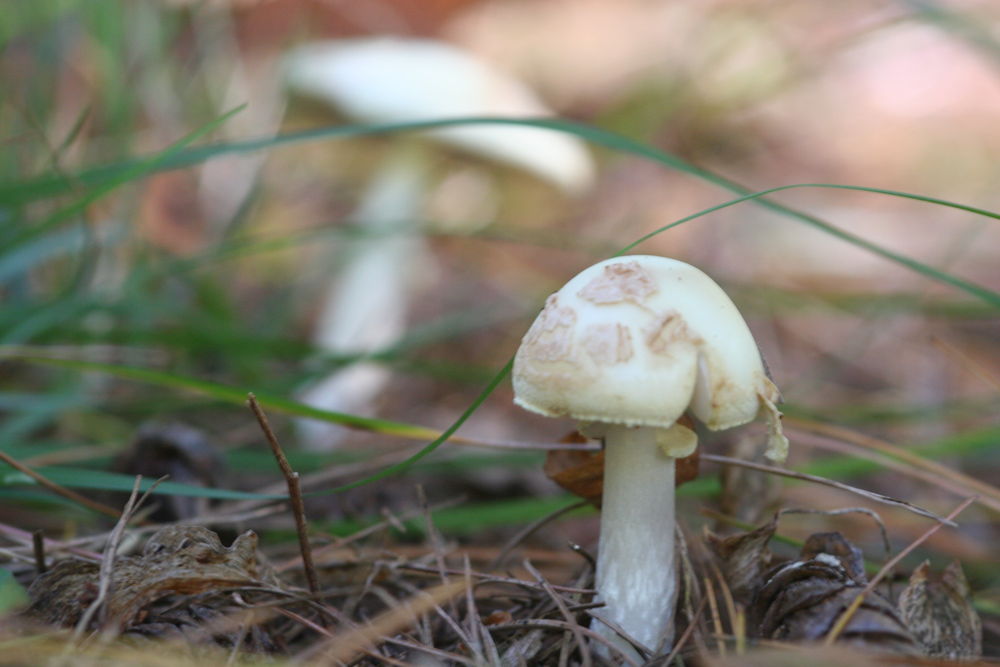 False Death Cap (Amanita citrina) wild specimen