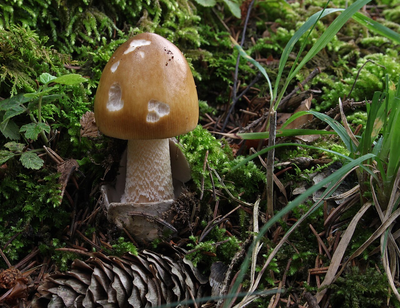 Tawny Grisette (Amanita fulva)