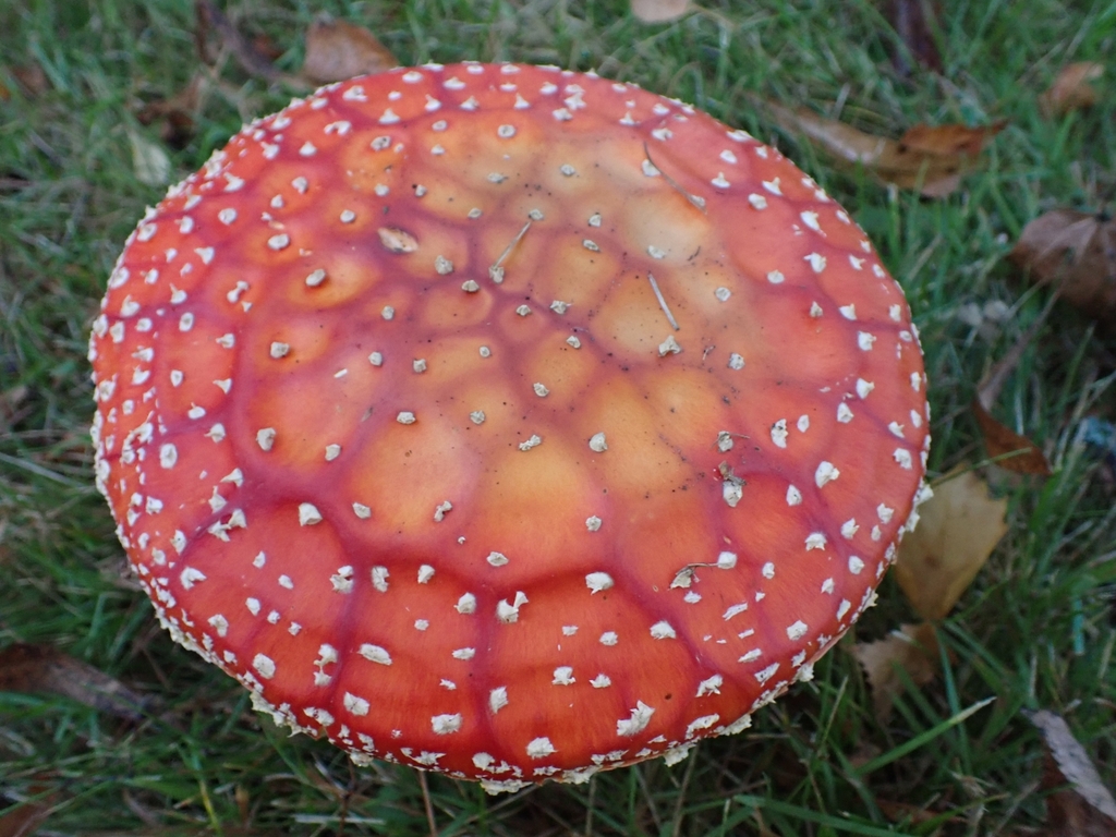 Jewelled Amanita (Amanita gemmata)