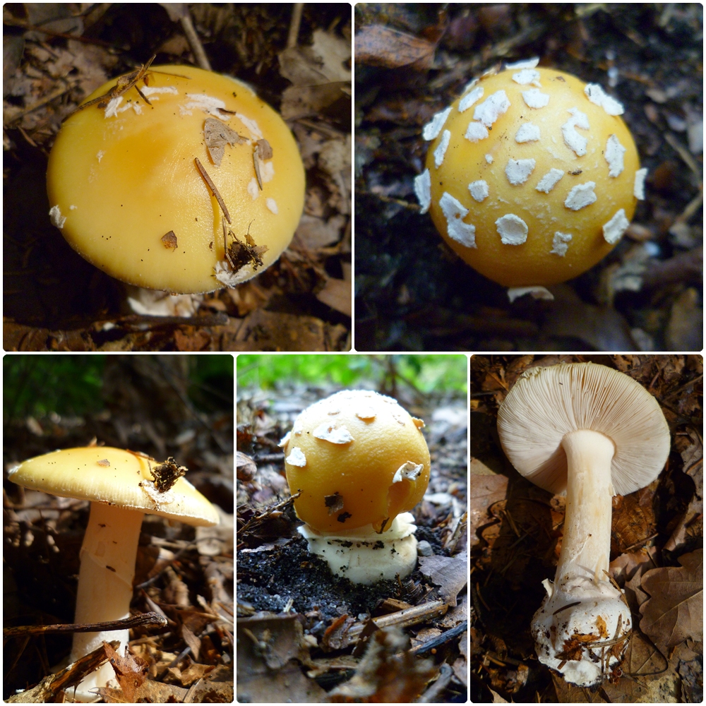 Jewelled Amanita (Amanita gemmata) wild specimen