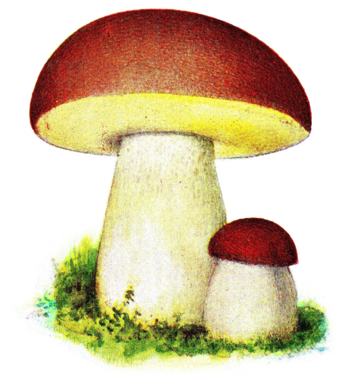 Jewelled Amanita (Amanita gemmata) wild specimen