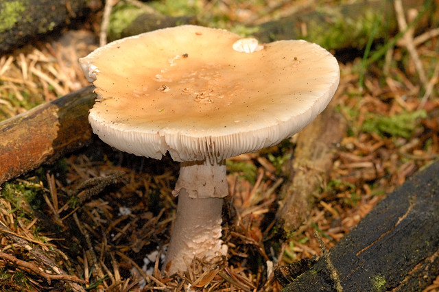 Jewelled Amanita (Amanita gemmata) wild specimen