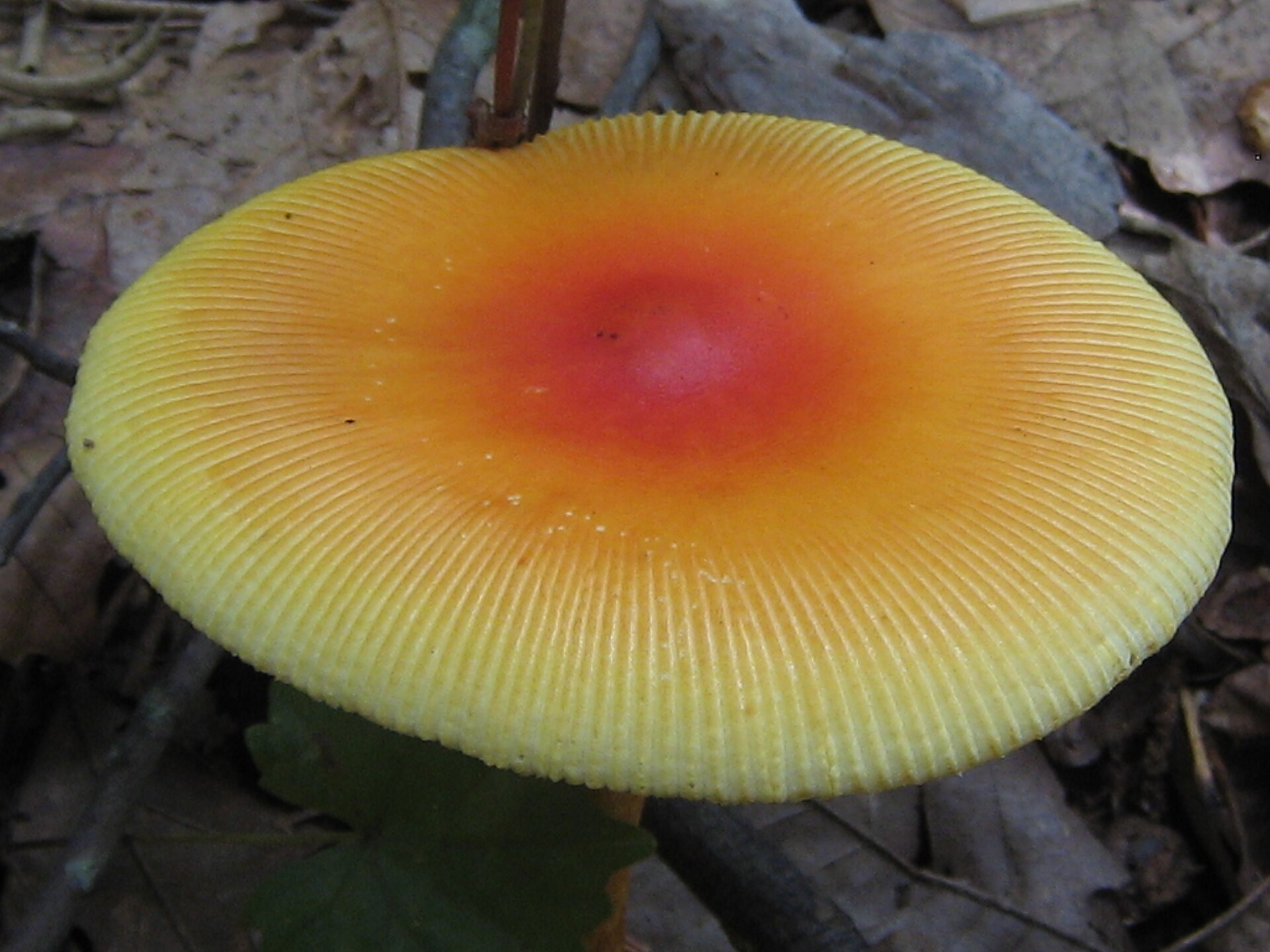 American Caesar's Mushroom (Amanita jacksonii) wild specimen
