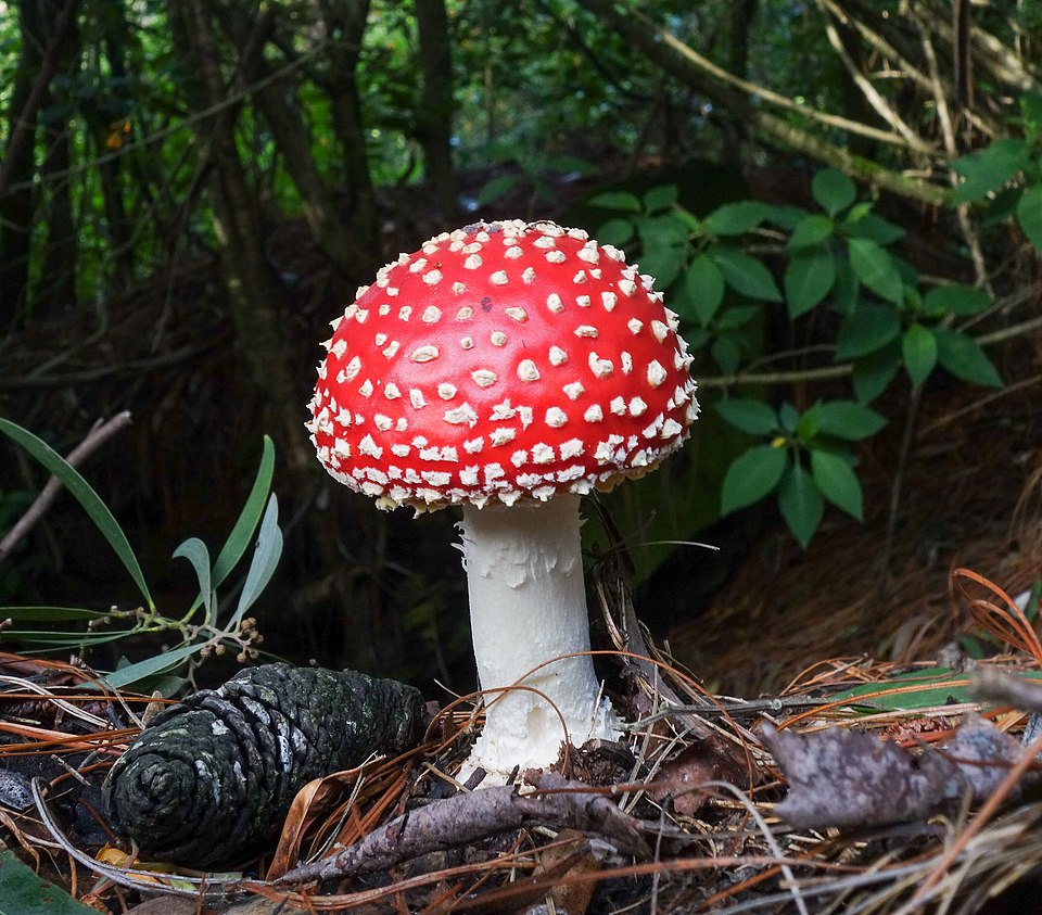 Perfect young Fly Agaric specimen in Indian tropical forest near pine cones