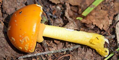Yellow Patches (Amanita flavoconia)