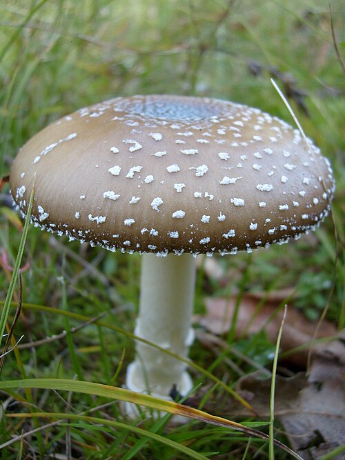 Panther Cap (Amanita pantherina)