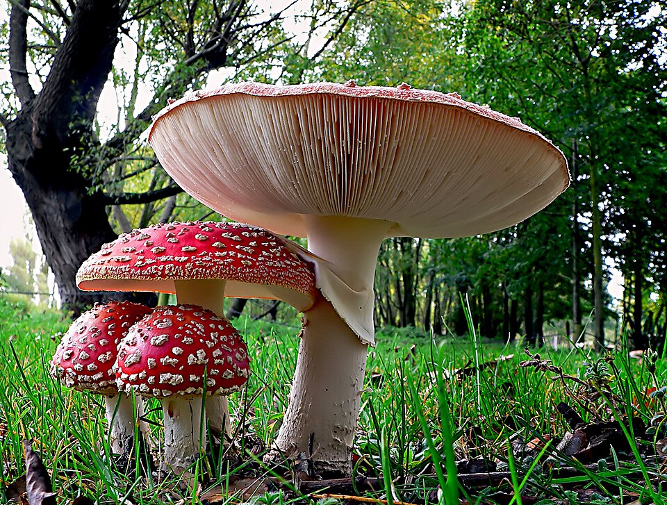 Fly Agaric stem and base detail