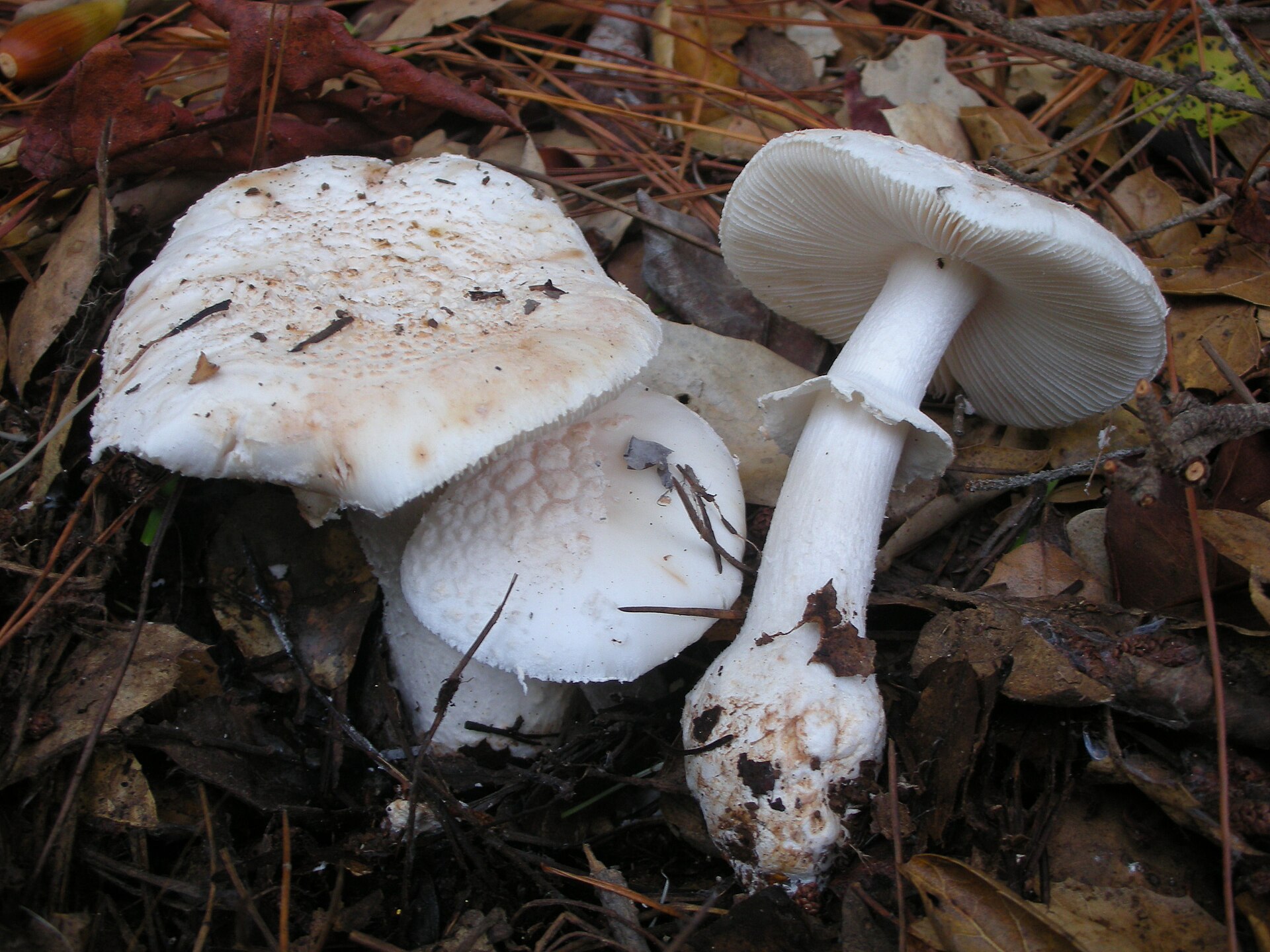 Blushing Bride (Amanita novinupta)