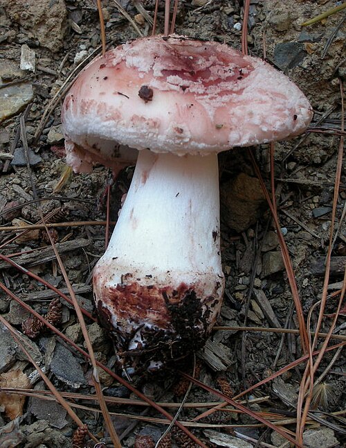 Single Blushing Bride specimen showing pink-blushed cap and white stem with bulbous base among pine needles