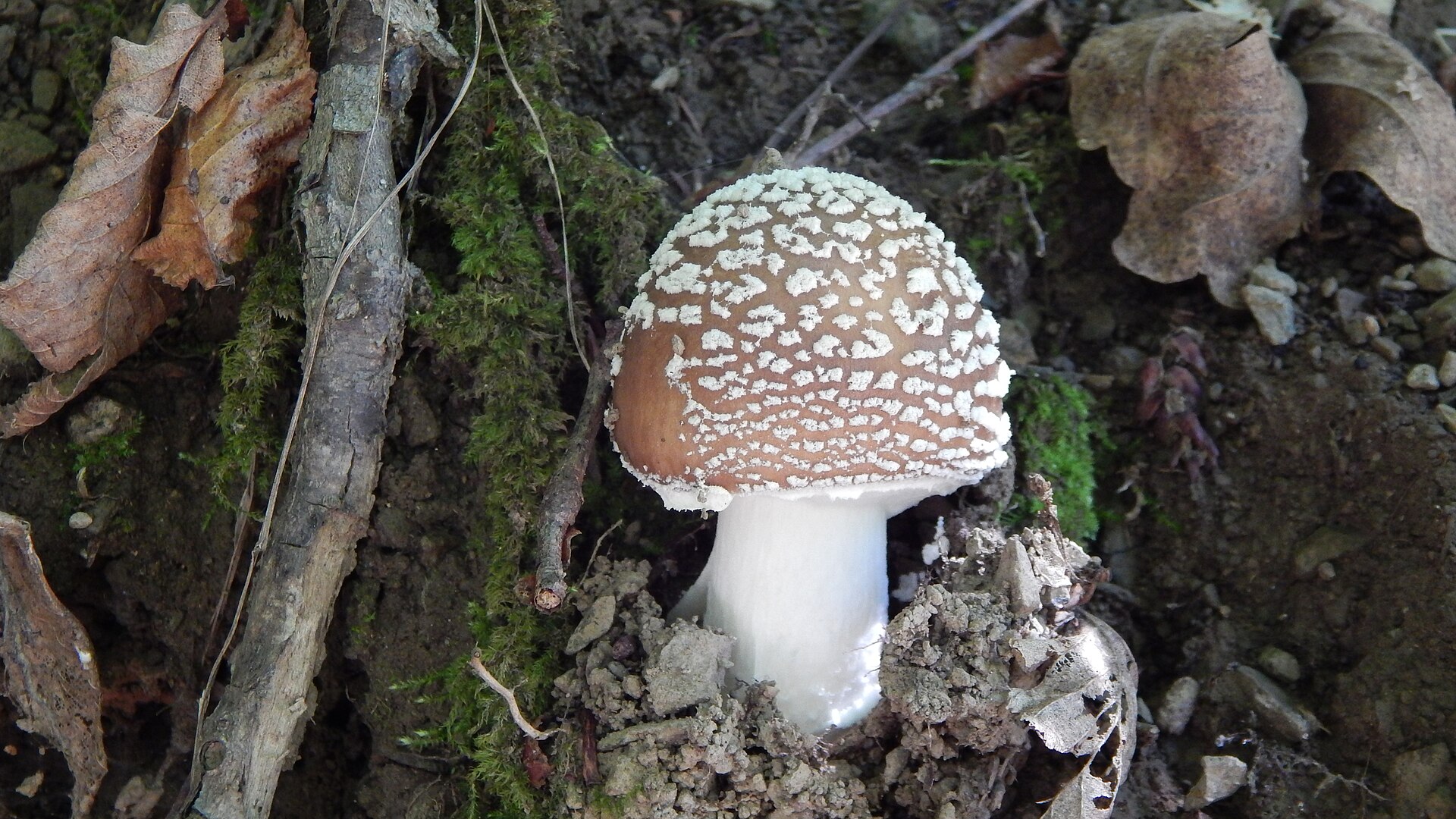 Panther Cap (Amanita pantherina)