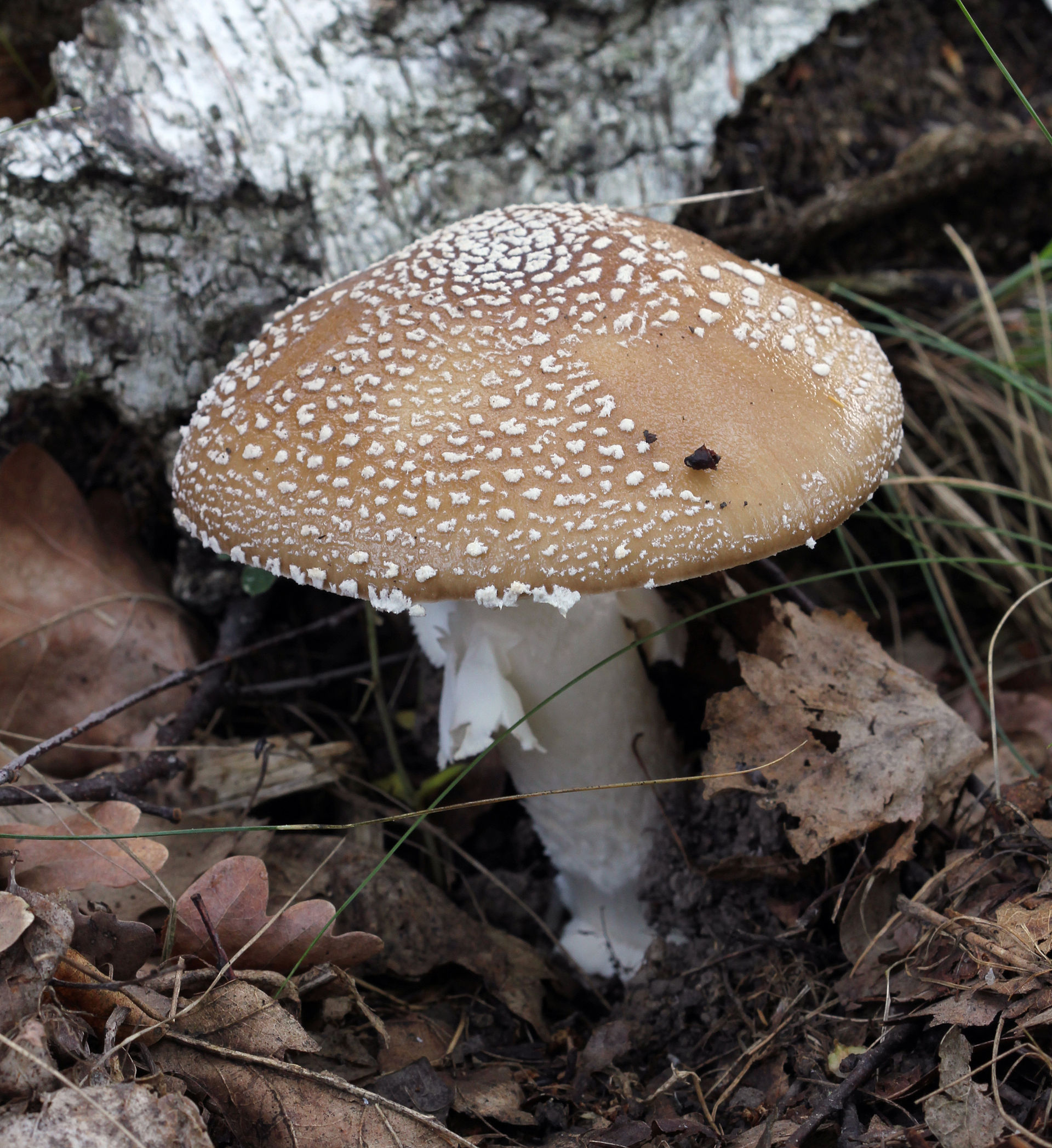 Amanita pantherina cap viewed from above showing brown surface and white patch remnants