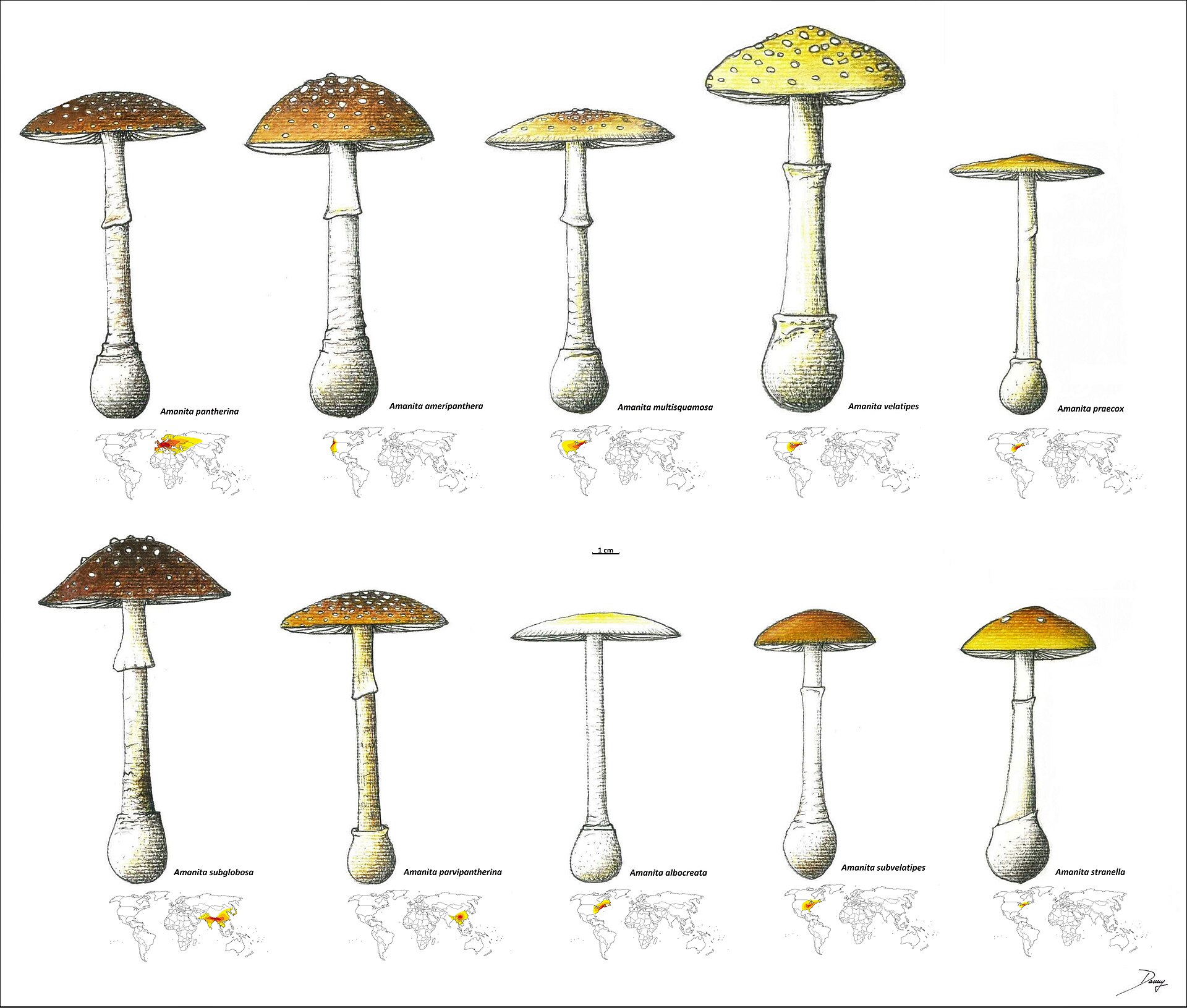 Group of Panther Cap mushrooms growing together in woodland