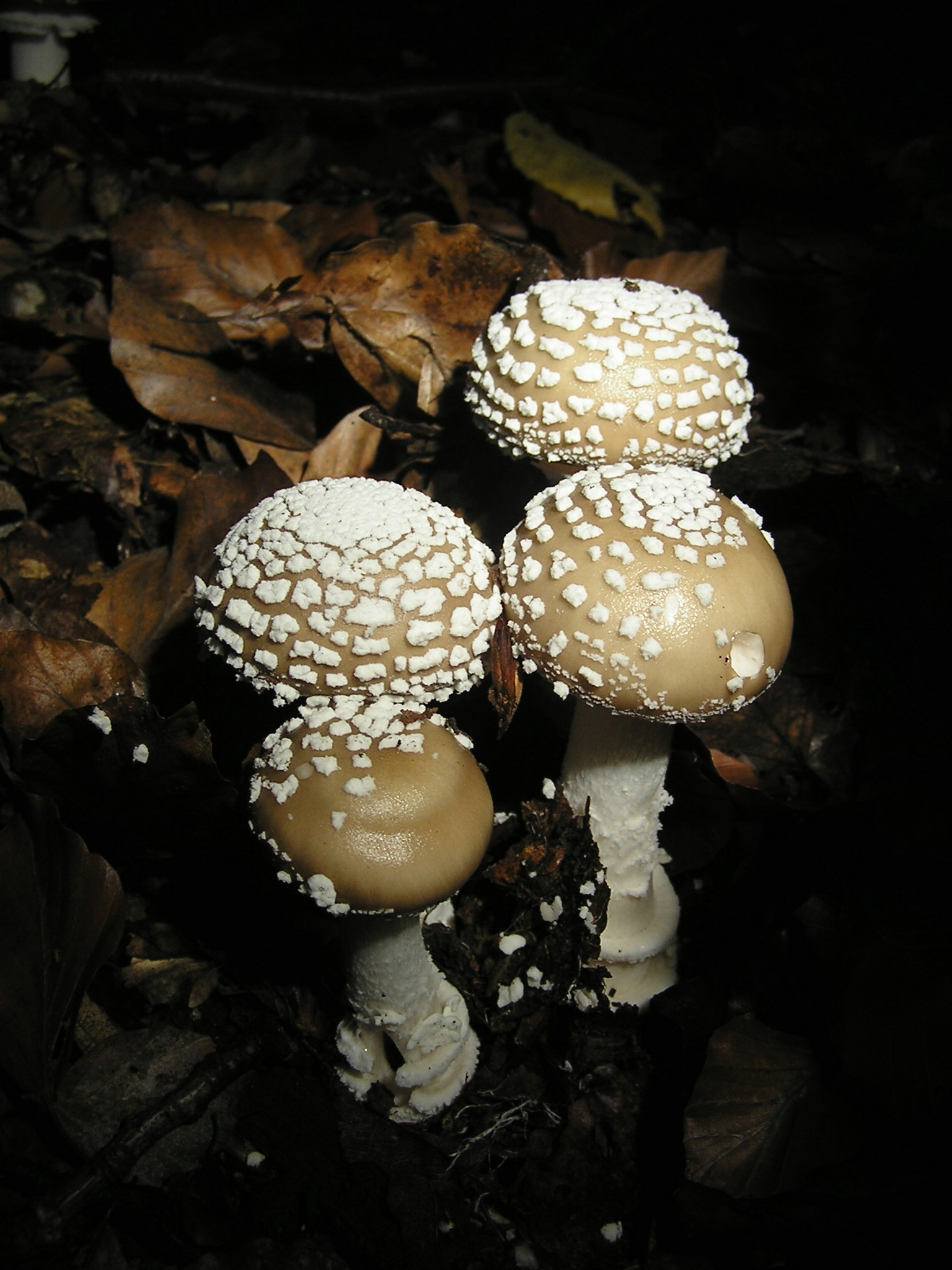 Panther Cap showing stem, pendant ring, and base